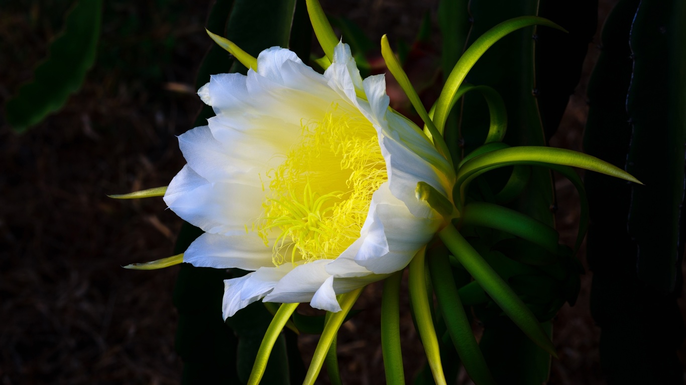 кактус, белый цветок, желтый пестик