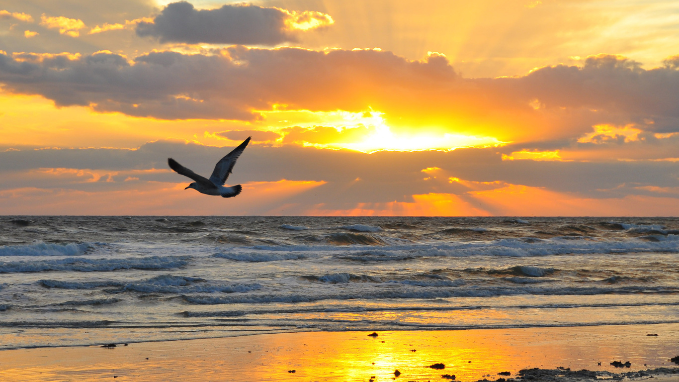 sand, sea, wave, beach, the sky, the sun, flight, landscape, sunset, clouds, nature, stones, bird, wings, horizon, flies