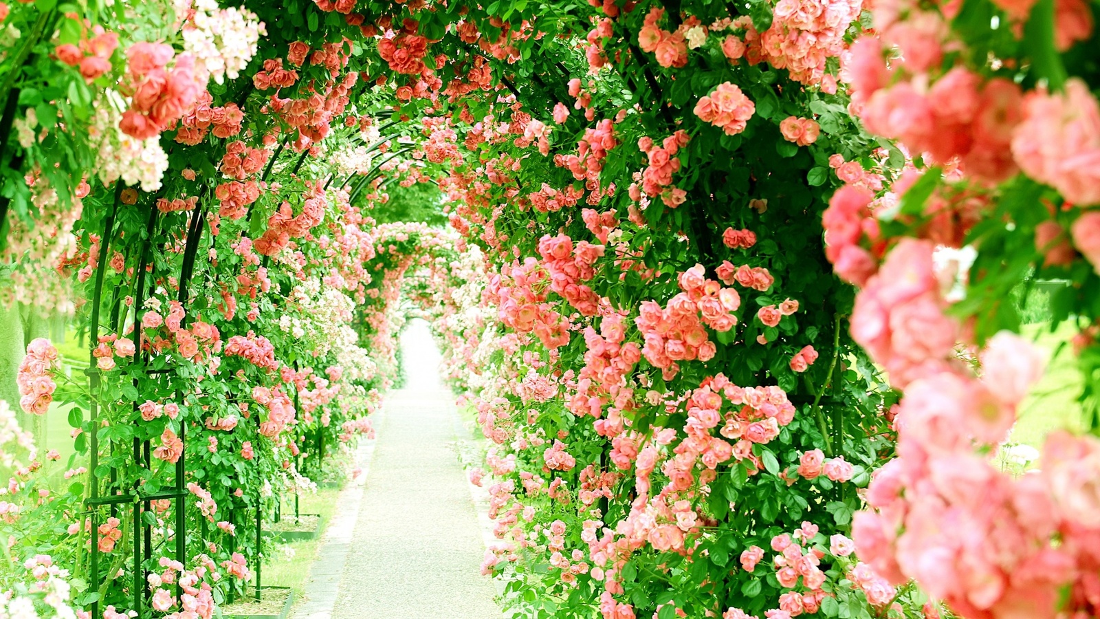 pink, roses, alley, tunnel of roses