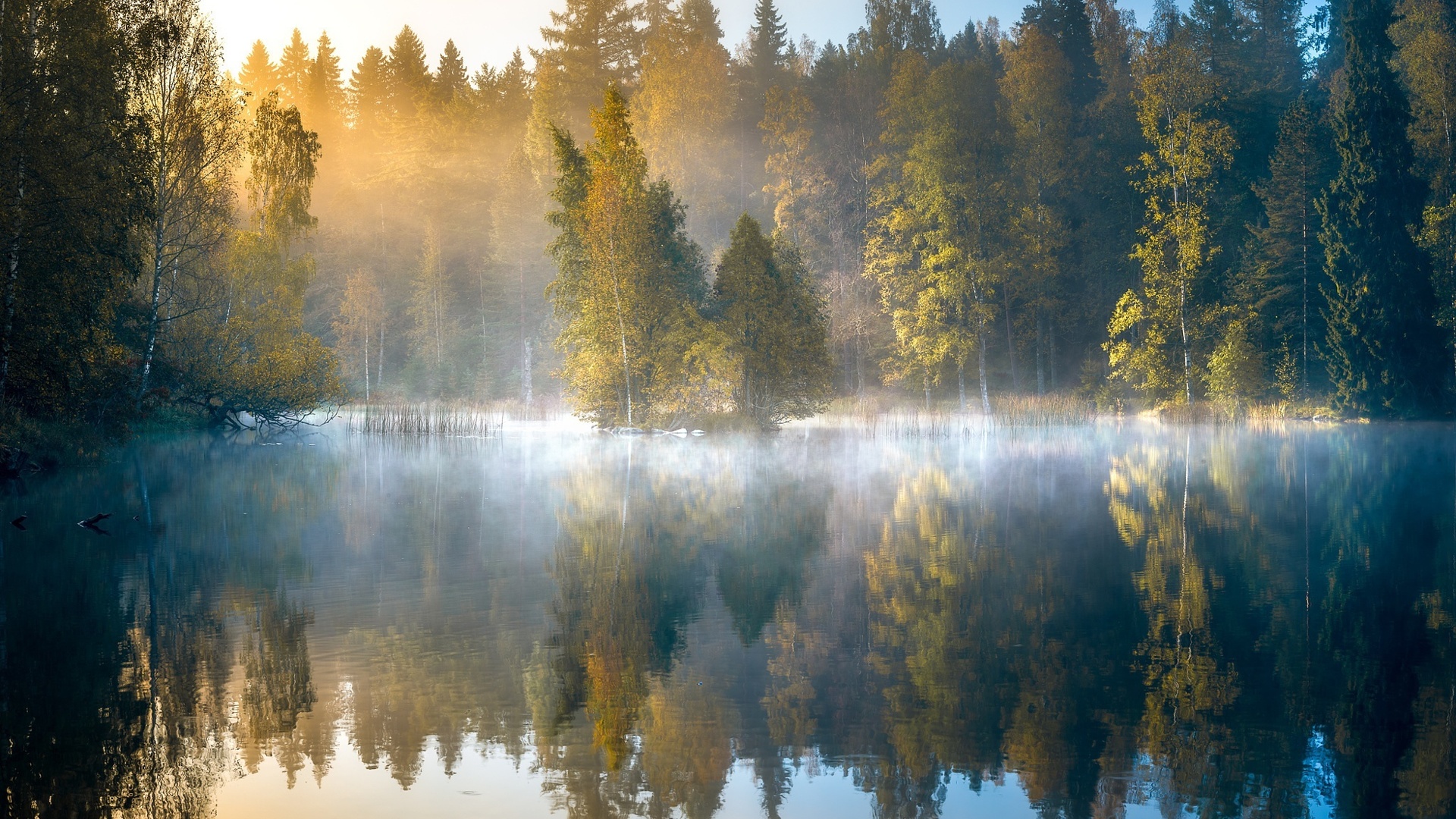 forest, autumn, dawn, finland, lake, trees, fog, reflection, morning