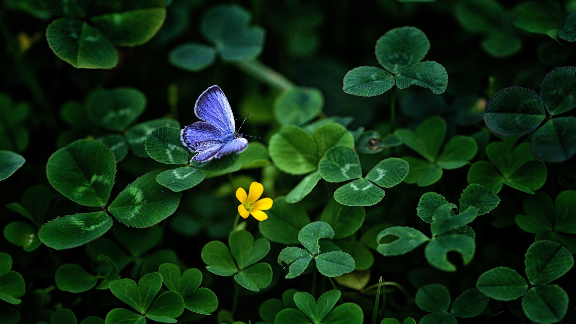 blue, butterfly, clover