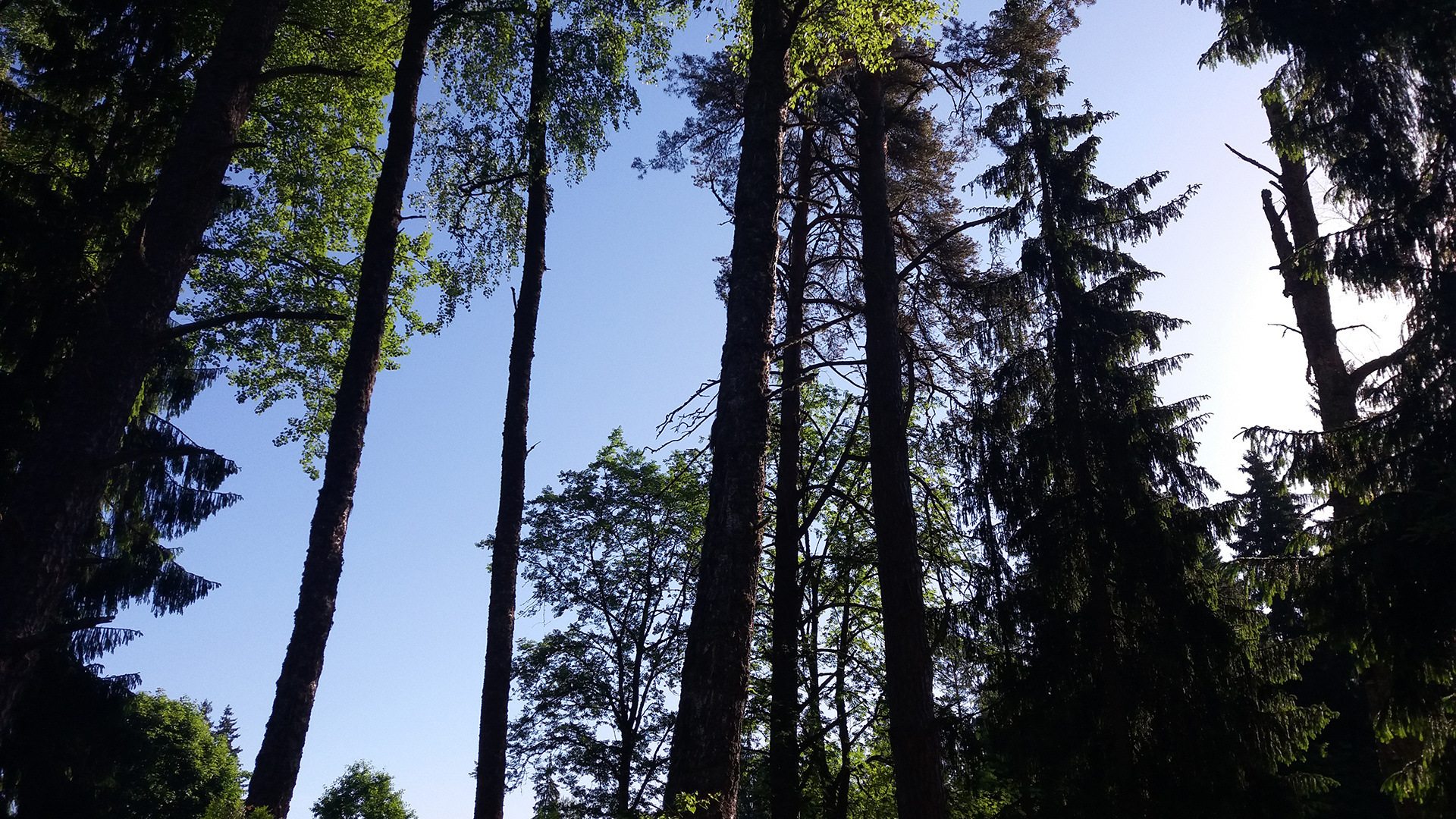 Хвойная 11. Хвойный лес обои. Хвойный лес Сукок. Хвойный лес в Белгородской области. Сосны небо.