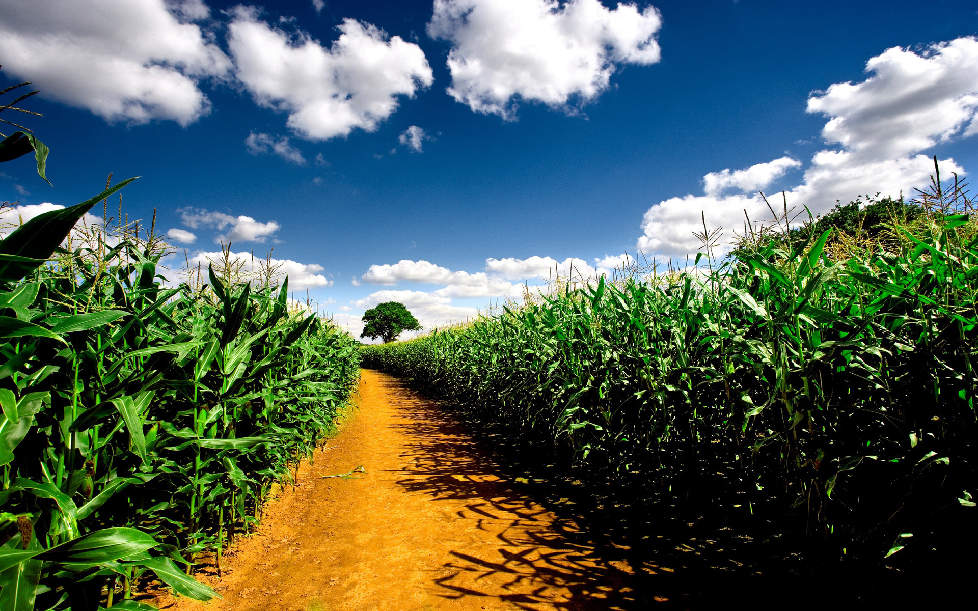 pathway, nature, plants, road, field, the sky, road, corn fields, corn fields