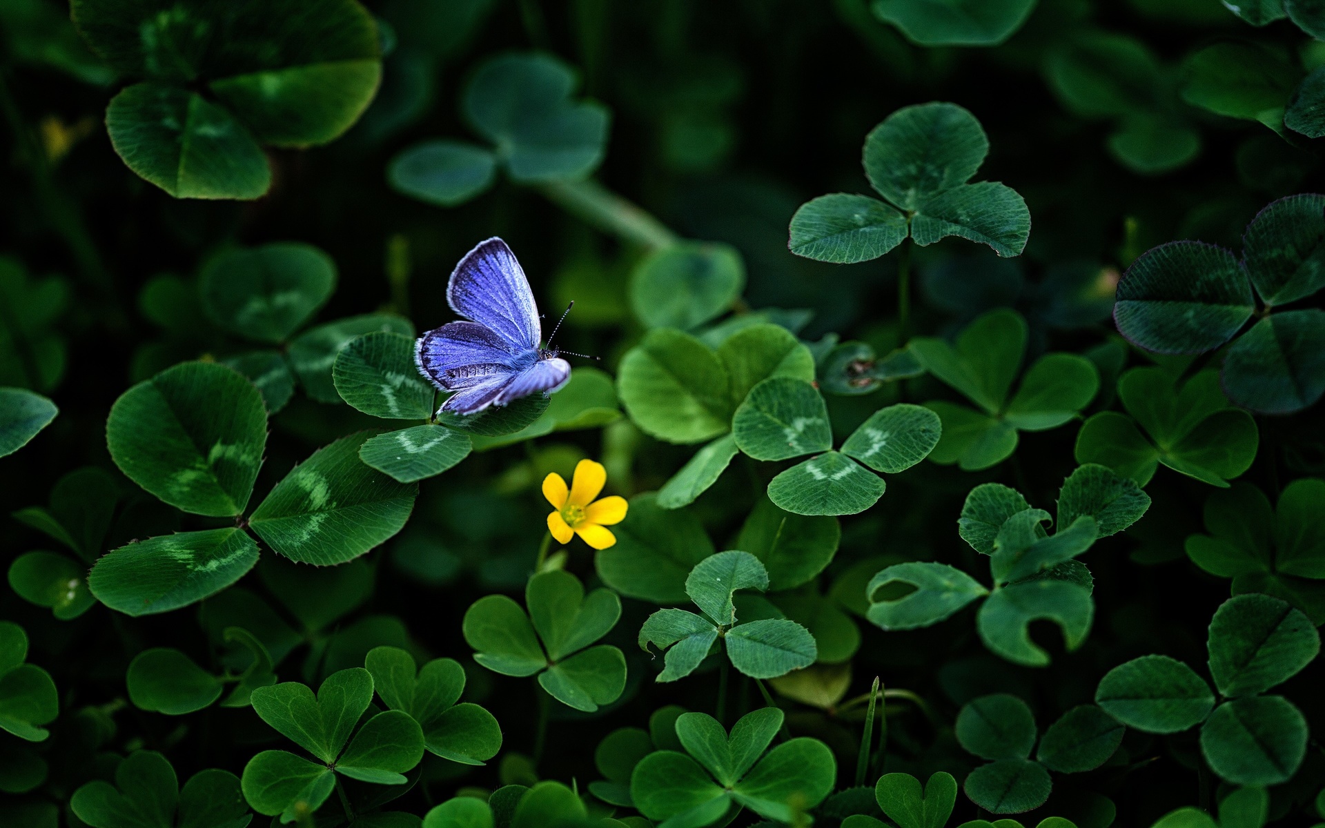 blue, butterfly, clover