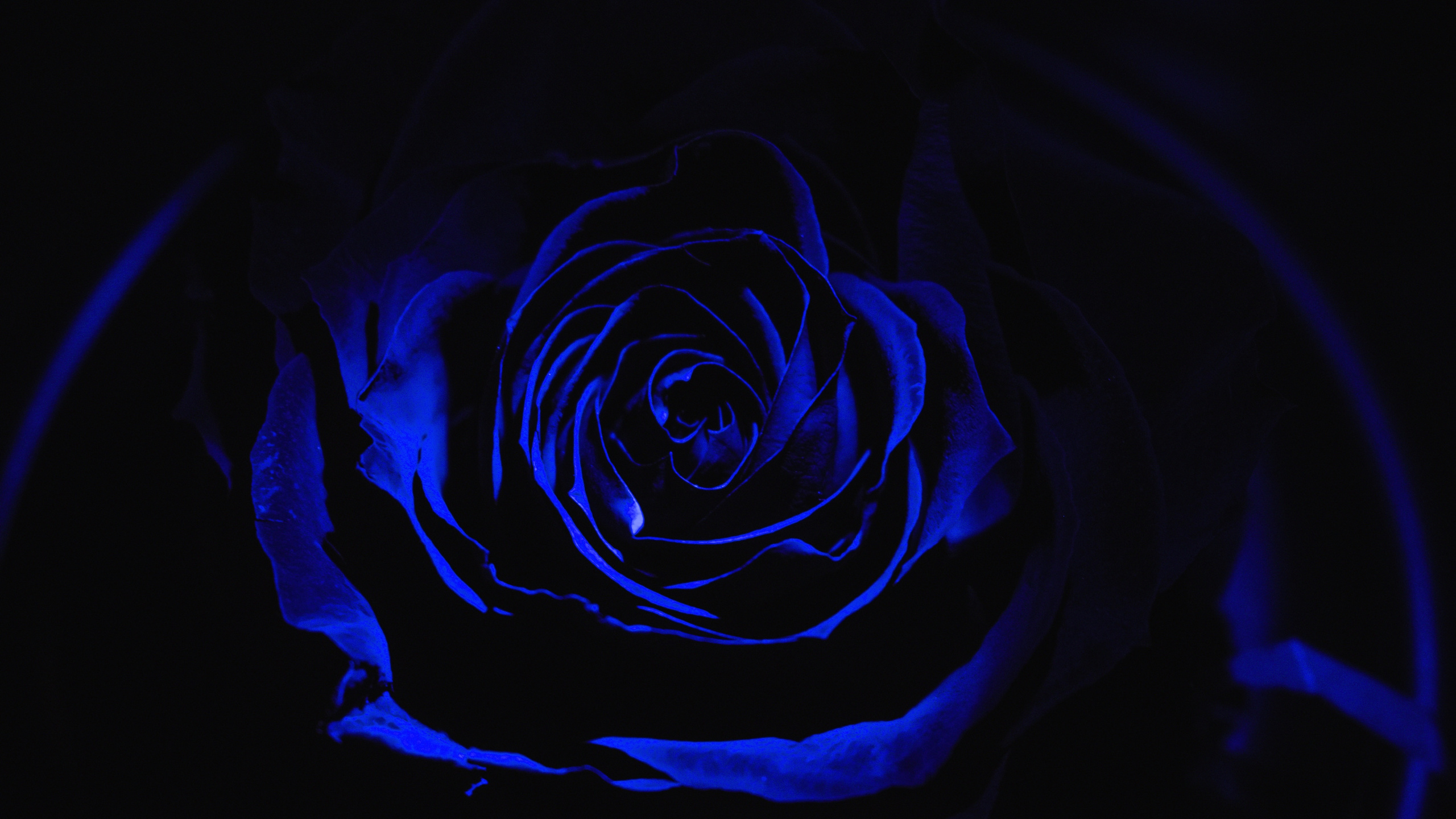 blue, rose, darkness