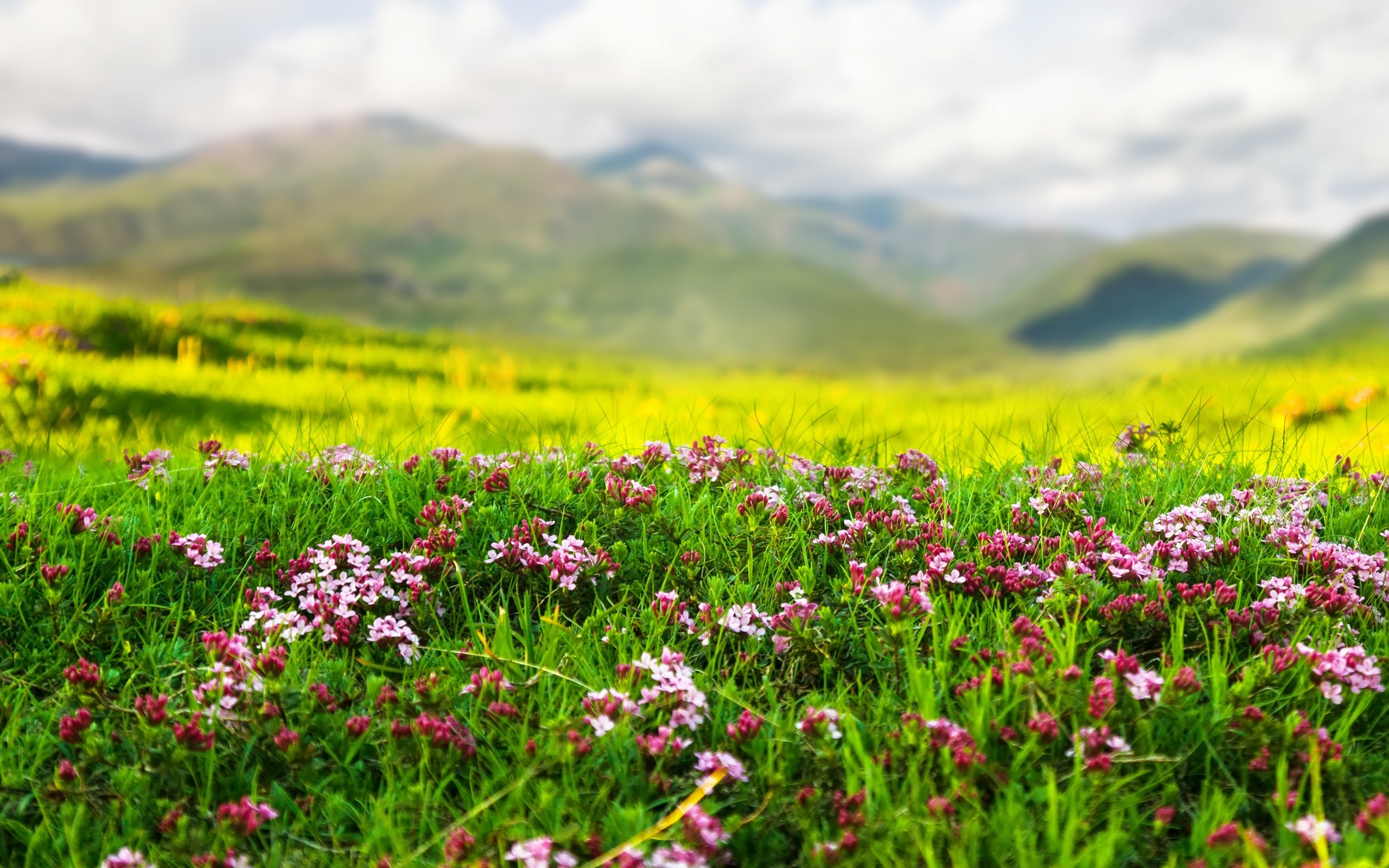 landscape, flowers, mountains, nature, spring, weed