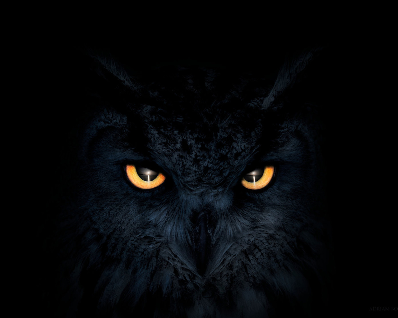 owl, dark