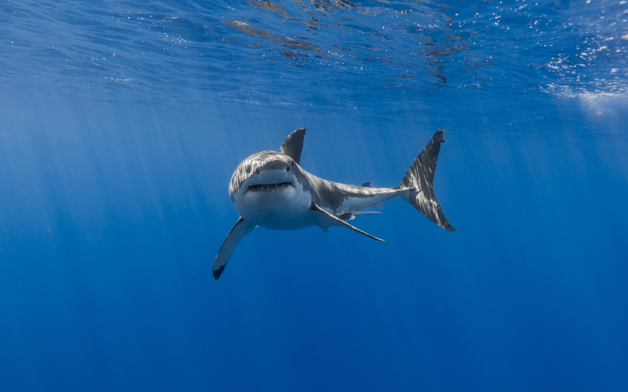 фото, под водой, акула, белая акула, хищник