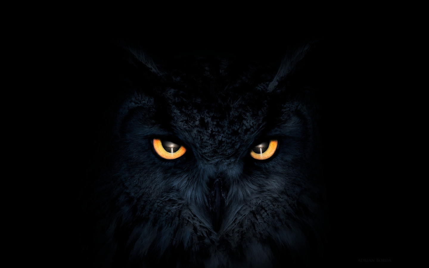 owl, dark