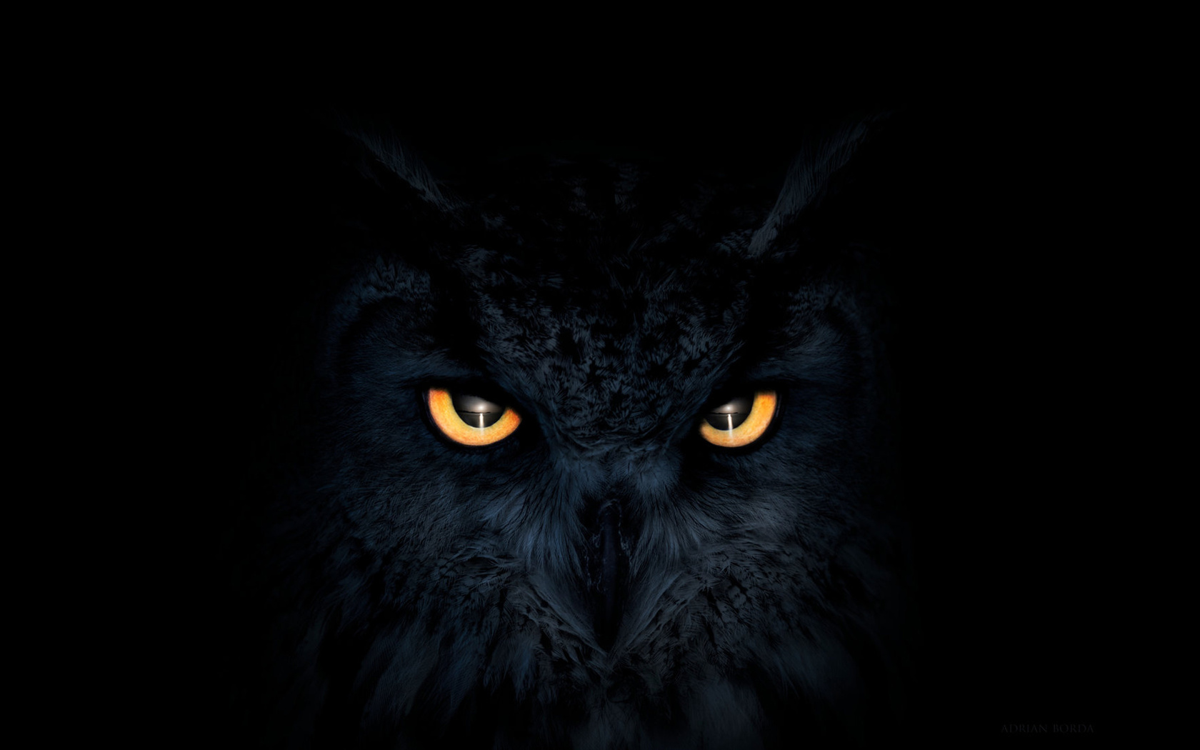 owl, dark