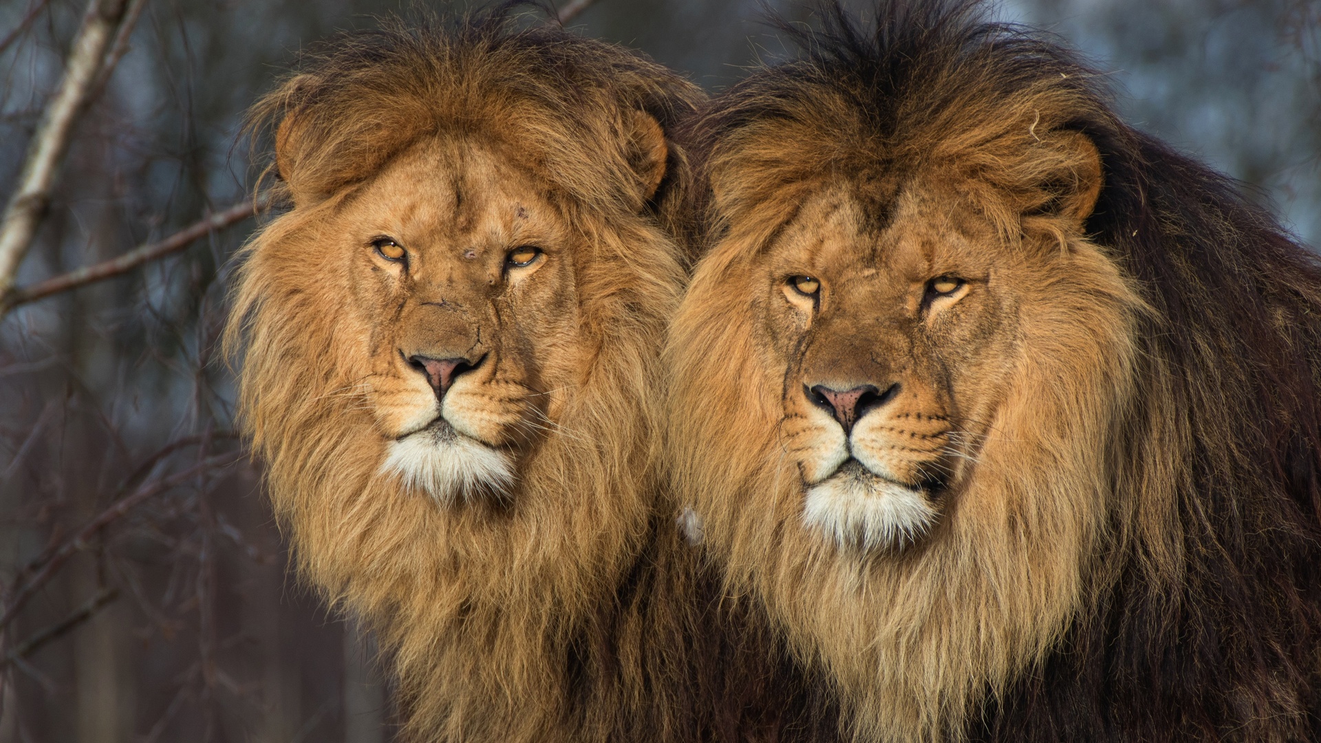 братья, львы, хищники