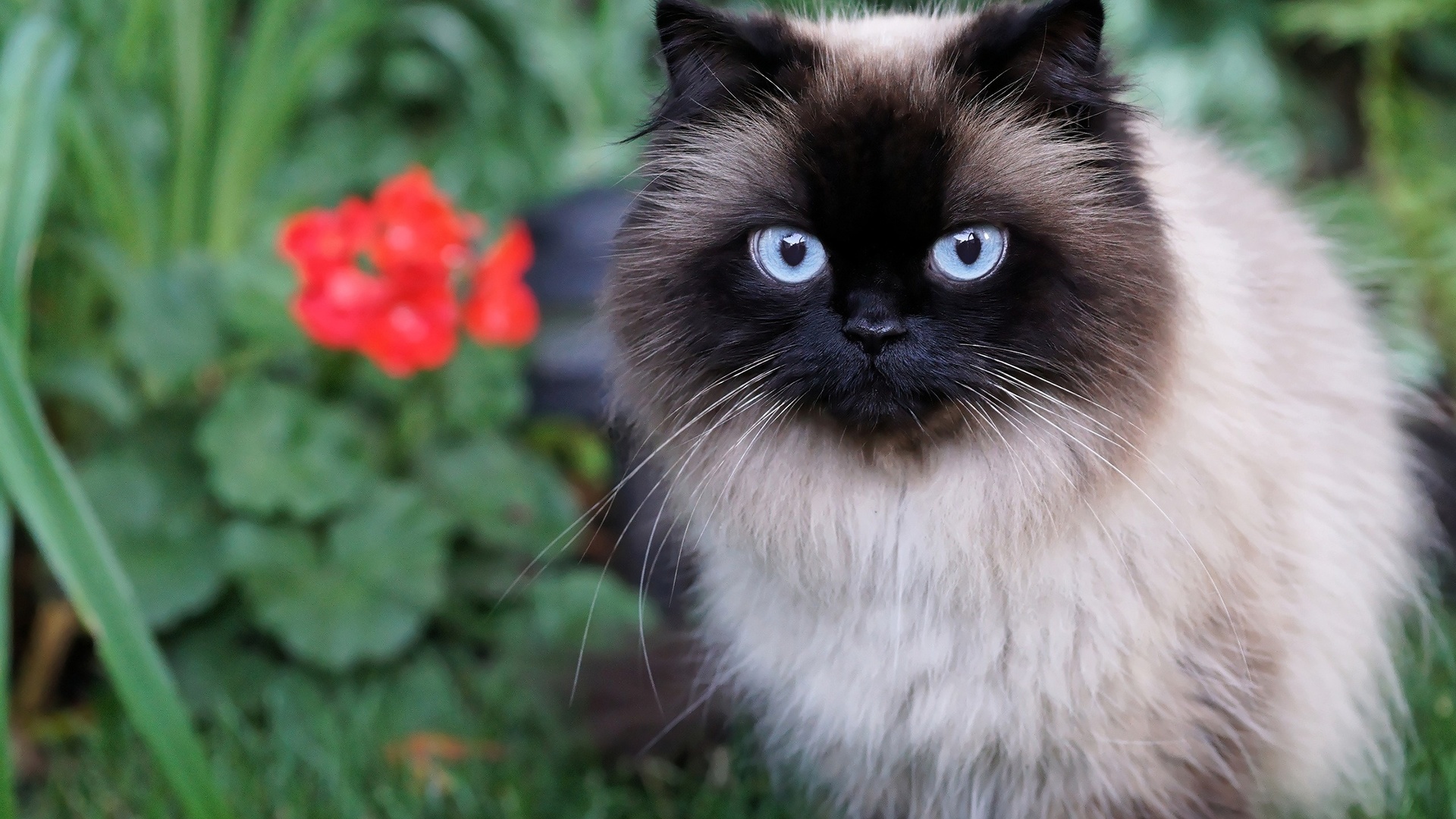 siamese cat, pets, cat, with, blue, eyes