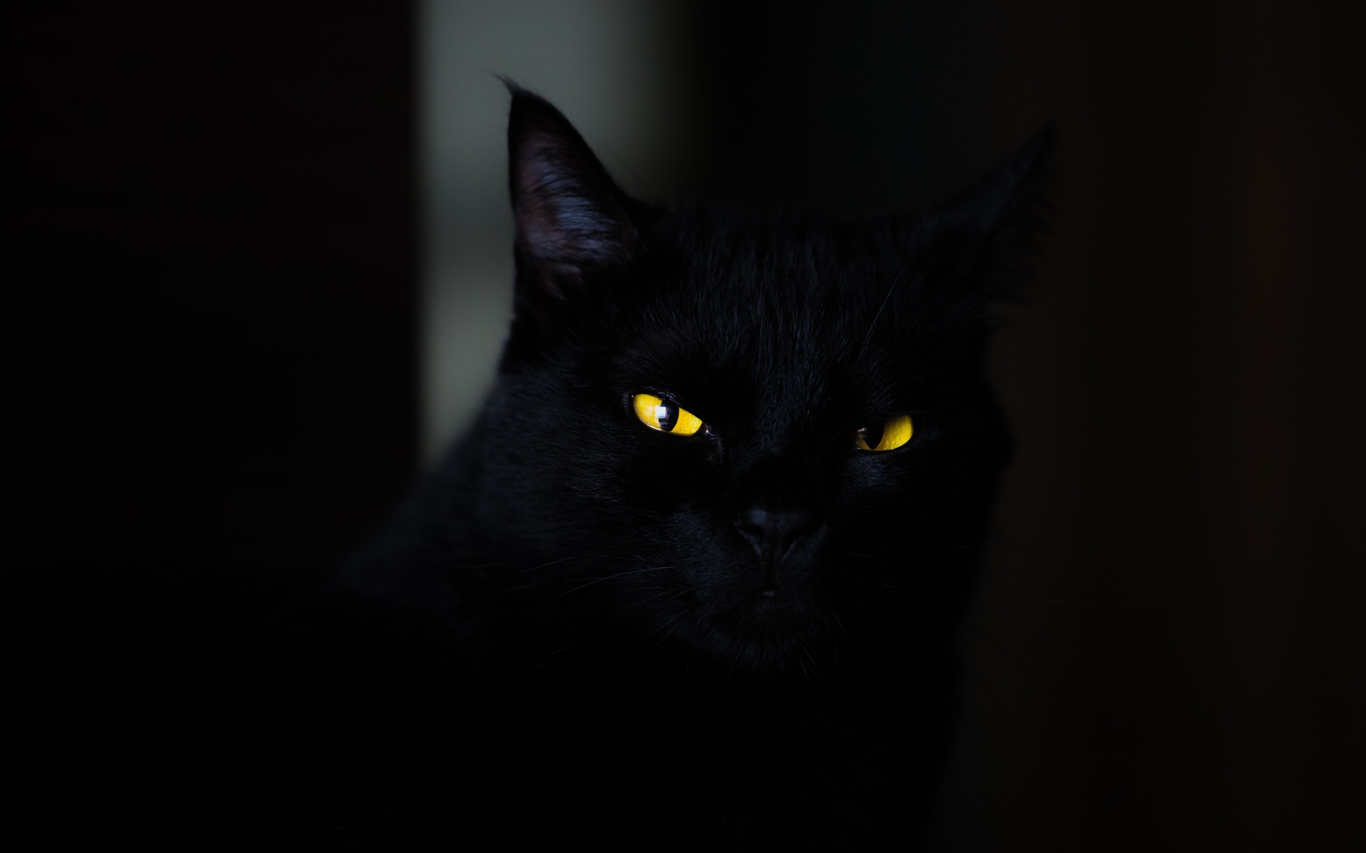 , , cat, black, yellow, eyes