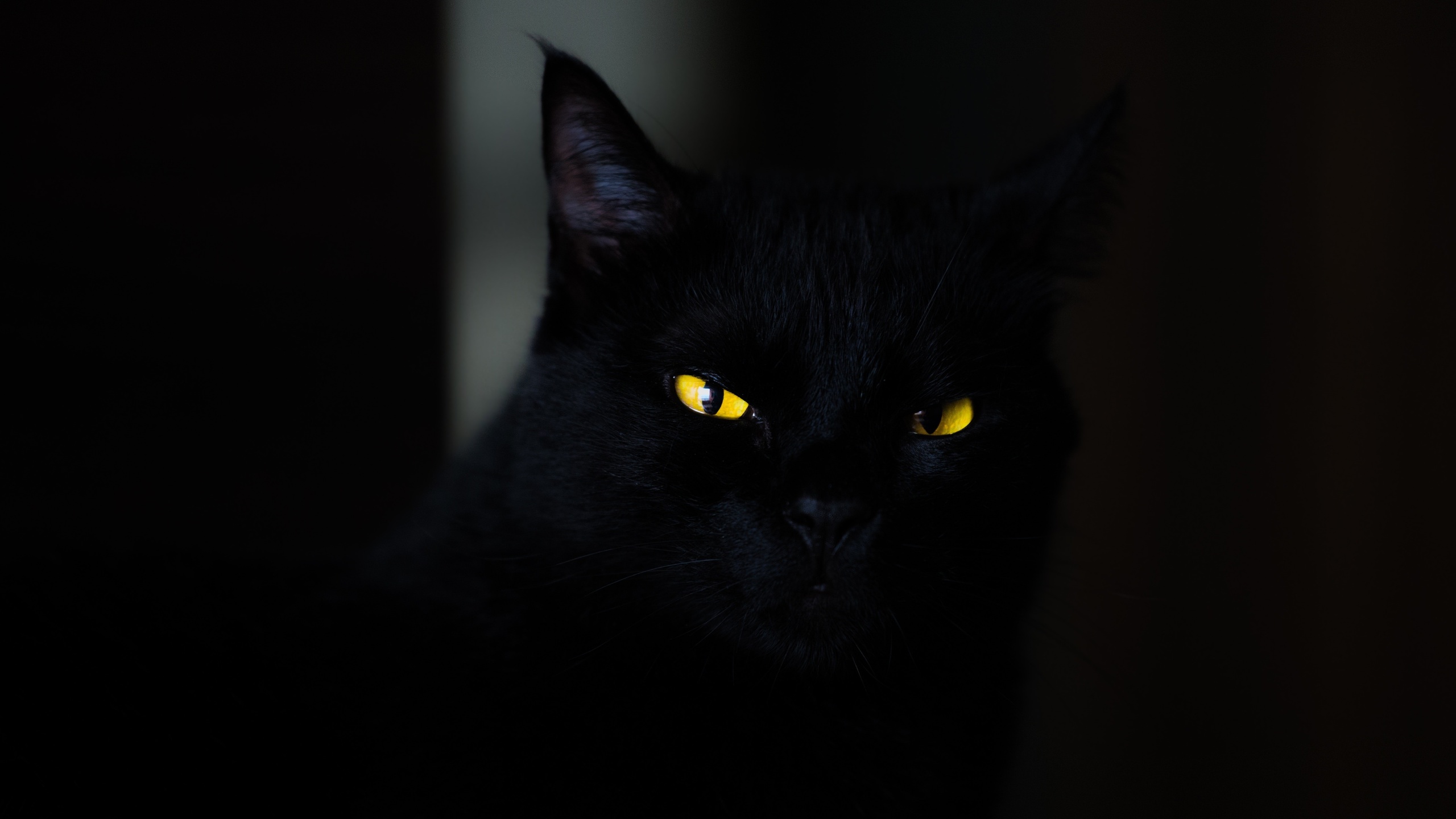 , , cat, black, yellow, eyes