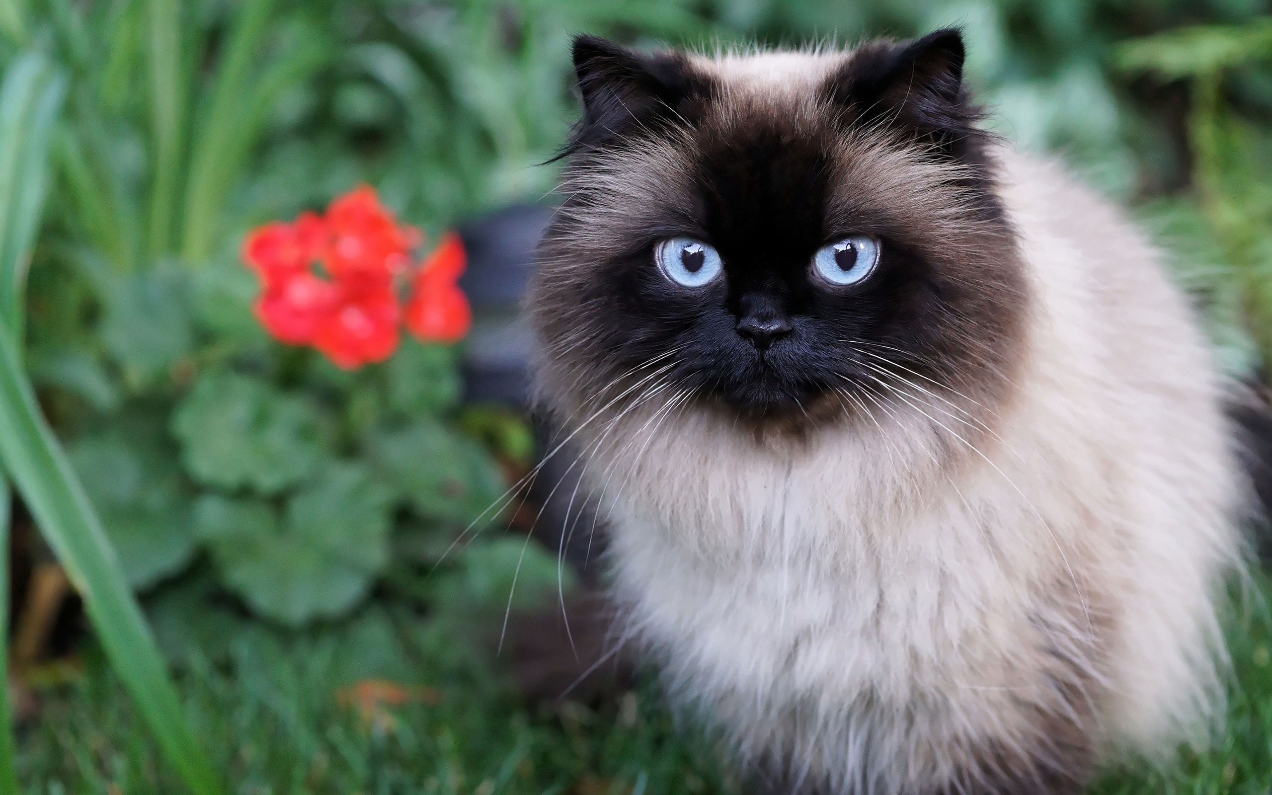 siamese cat, pets, cat, with, blue, eyes