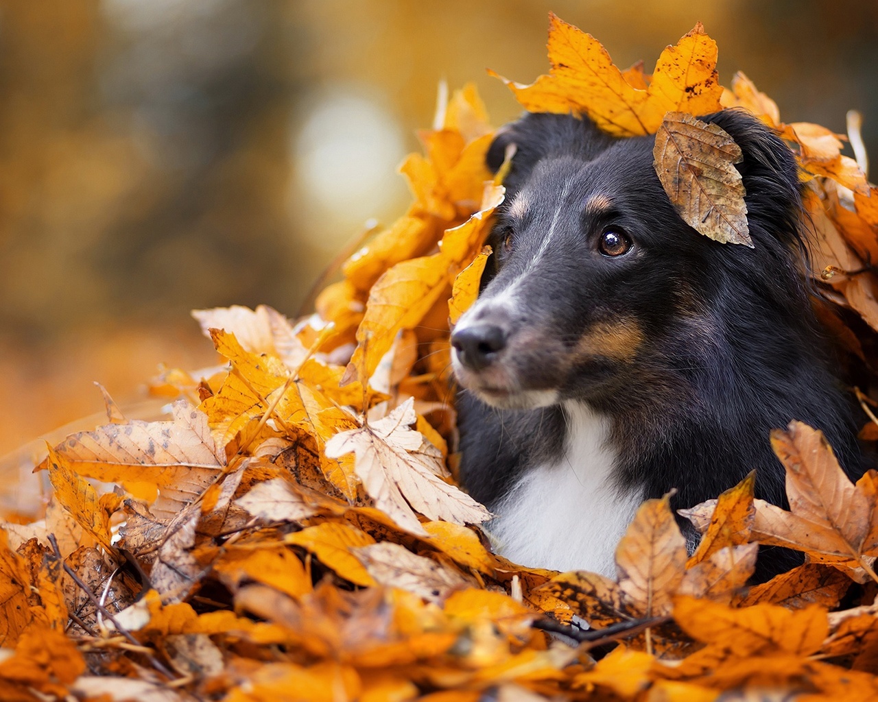 животное, собака, пёс, шёлти, морда, природа, листья, осень, шелти, ворох