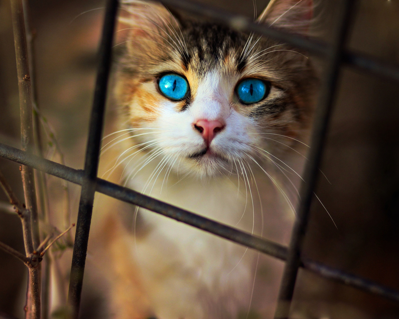 cat, blue, eyes