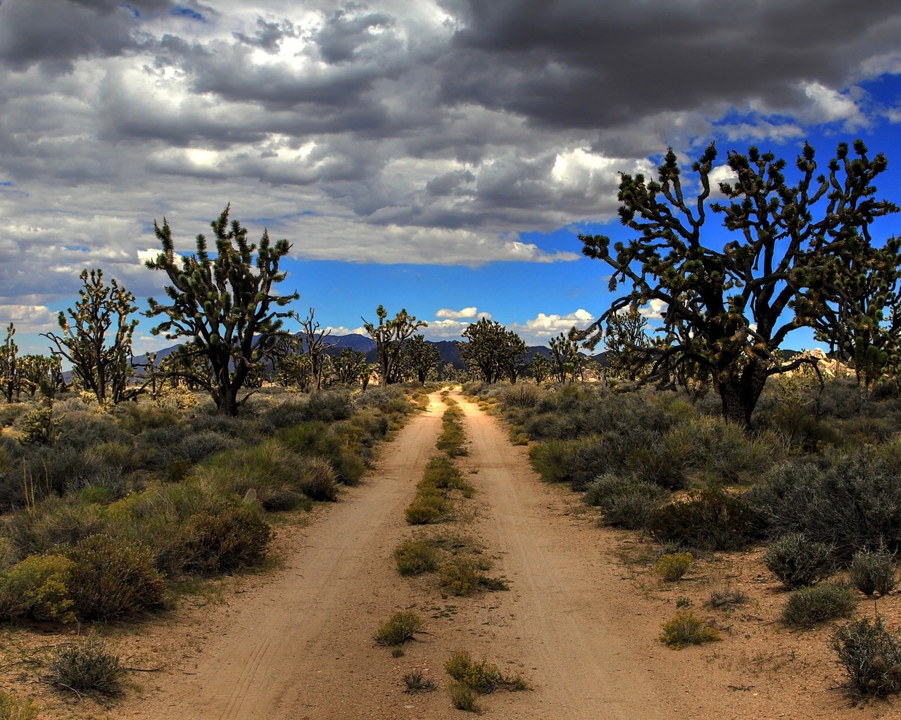 road, desert, usa, mojave, joshua trees