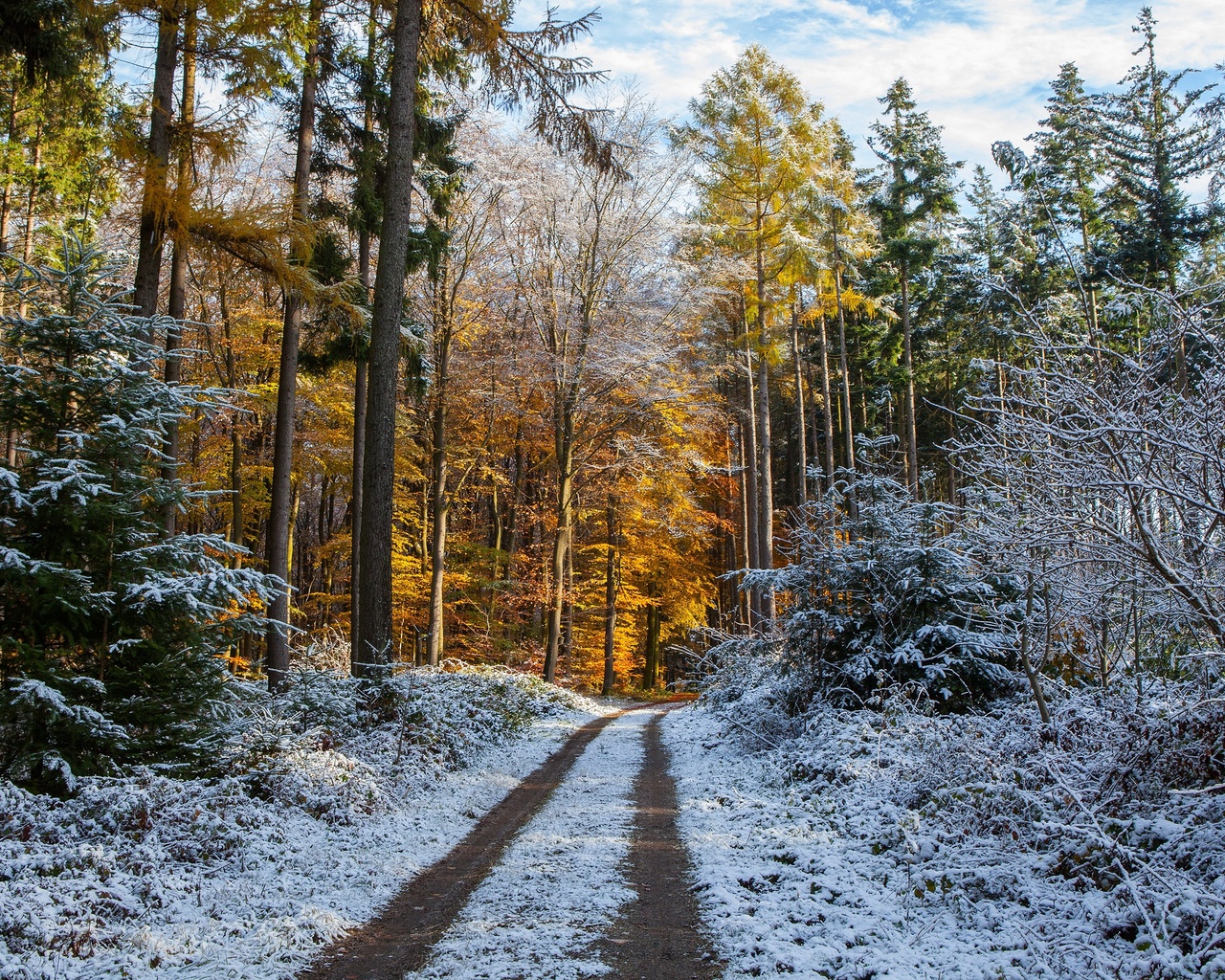 winter, frost, road, autumn, forest, the sky, snow, trees, branches, nature, park, trunks