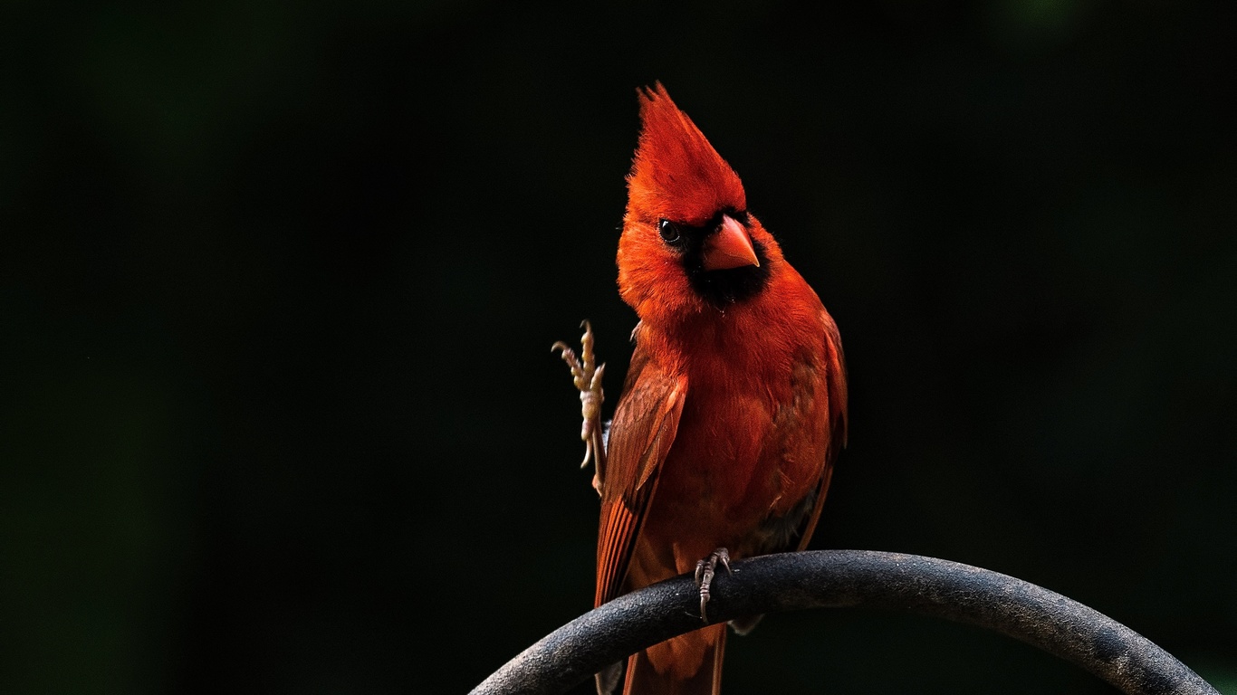 red, bird, 