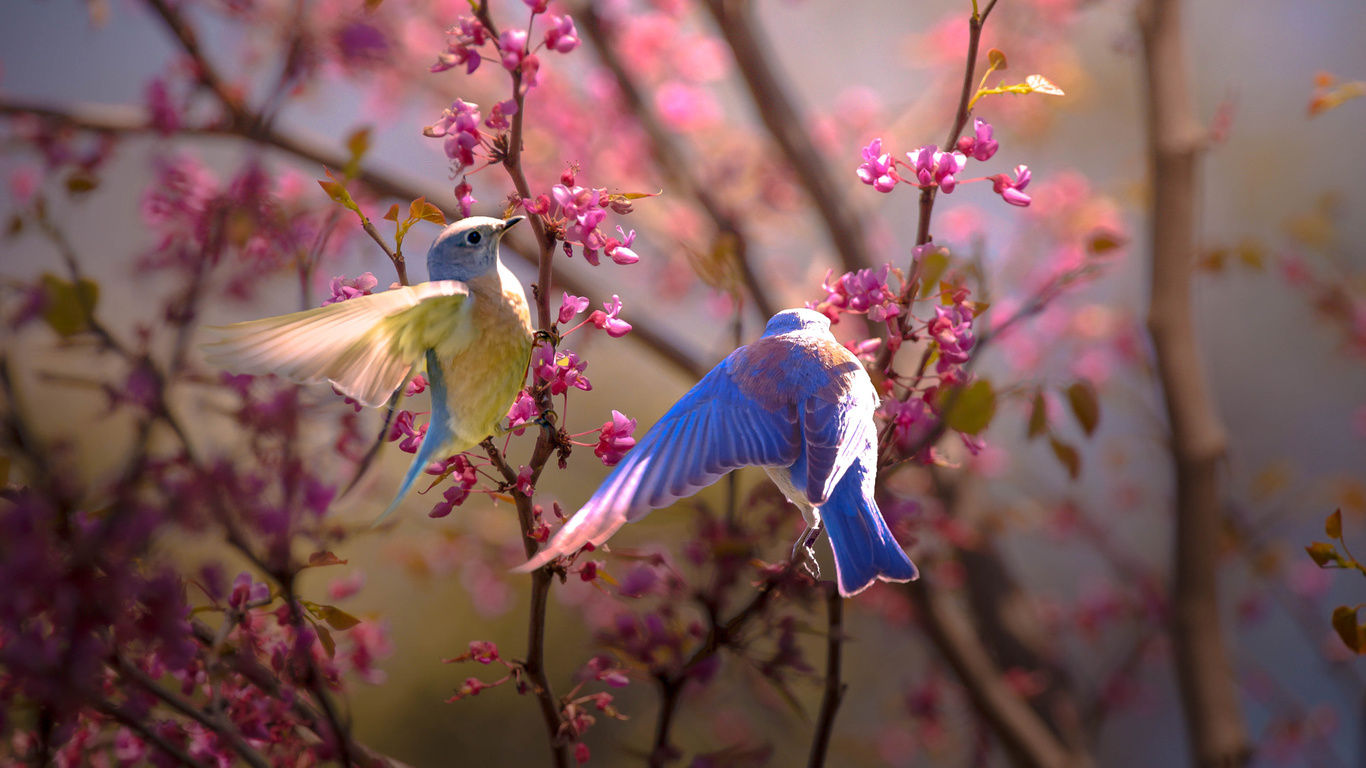  , , , , , , , thai phung