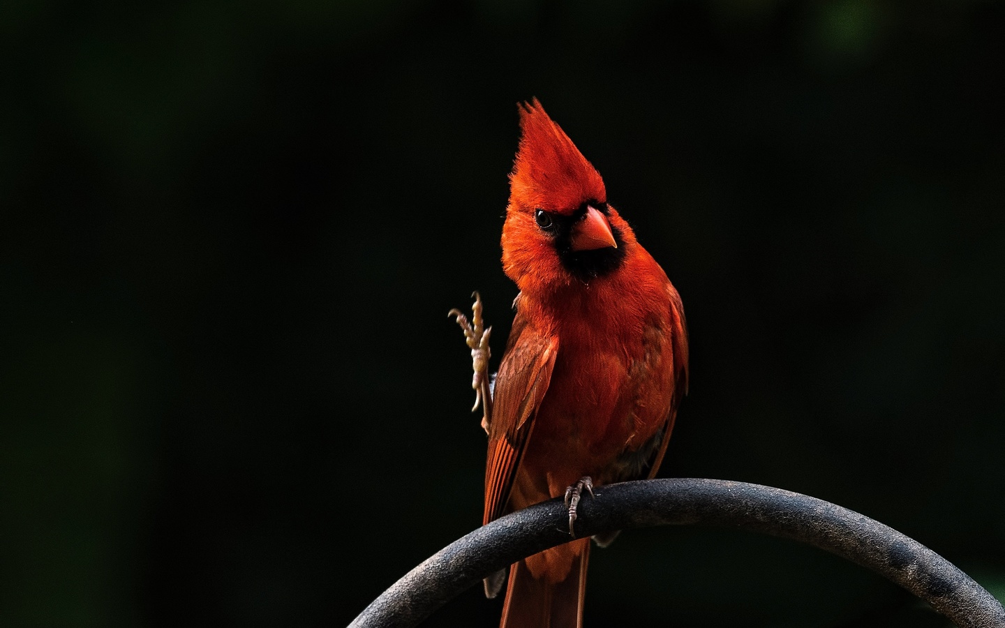 red, bird, 