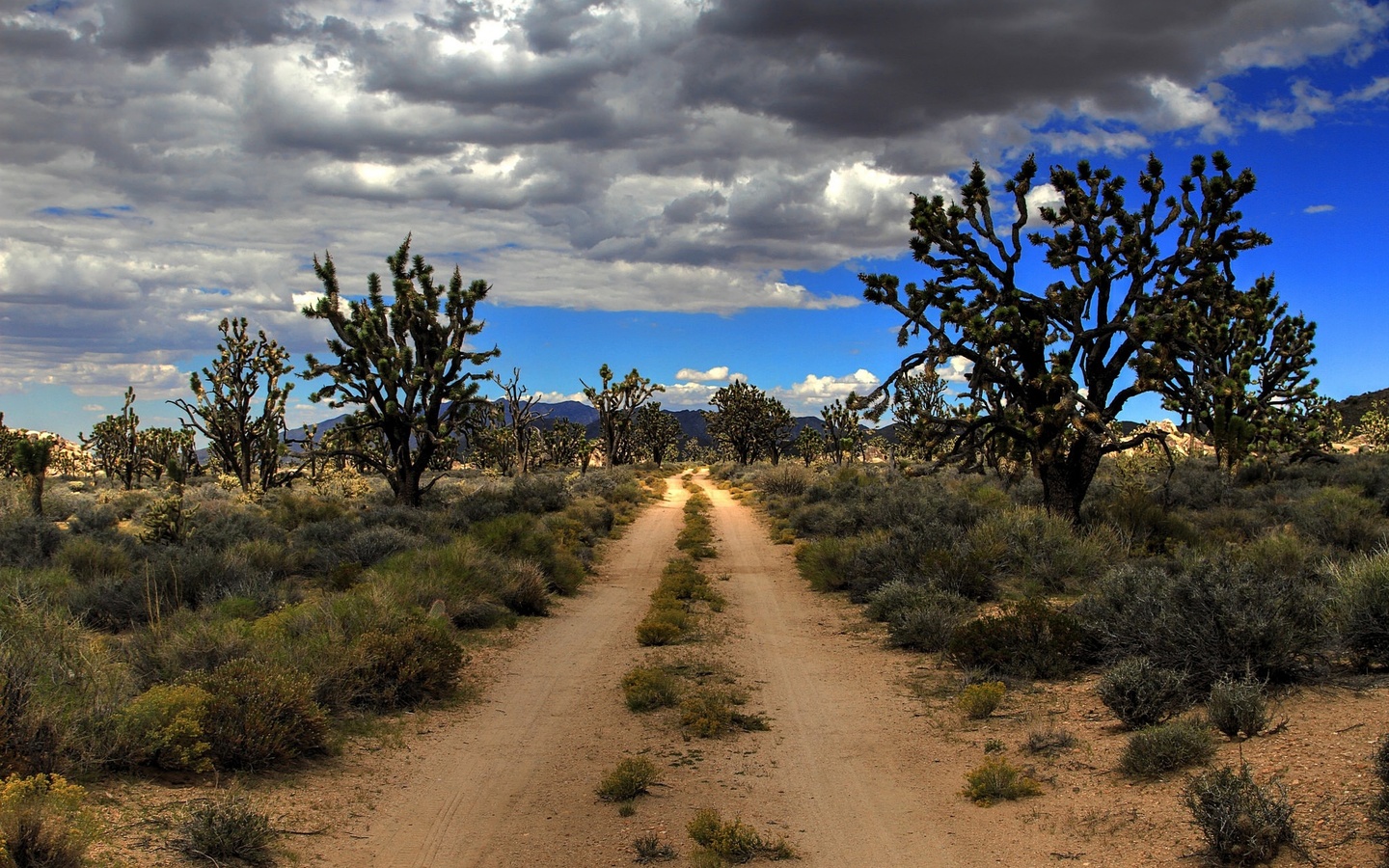 road, desert, usa, mojave, joshua trees