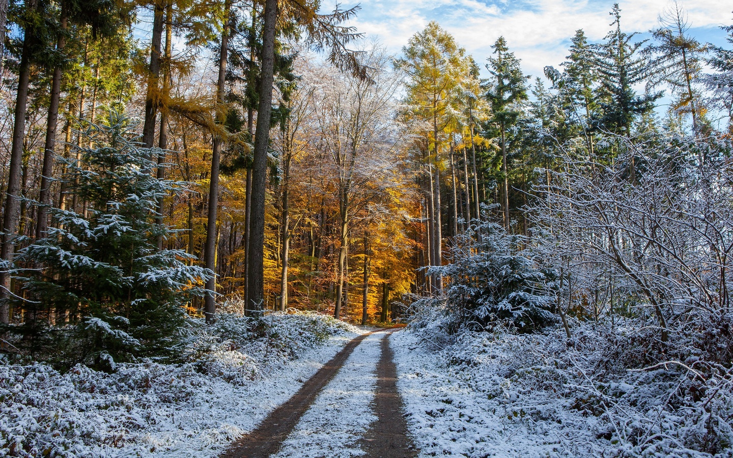 winter, frost, road, autumn, forest, the sky, snow, trees, branches, nature, park, trunks