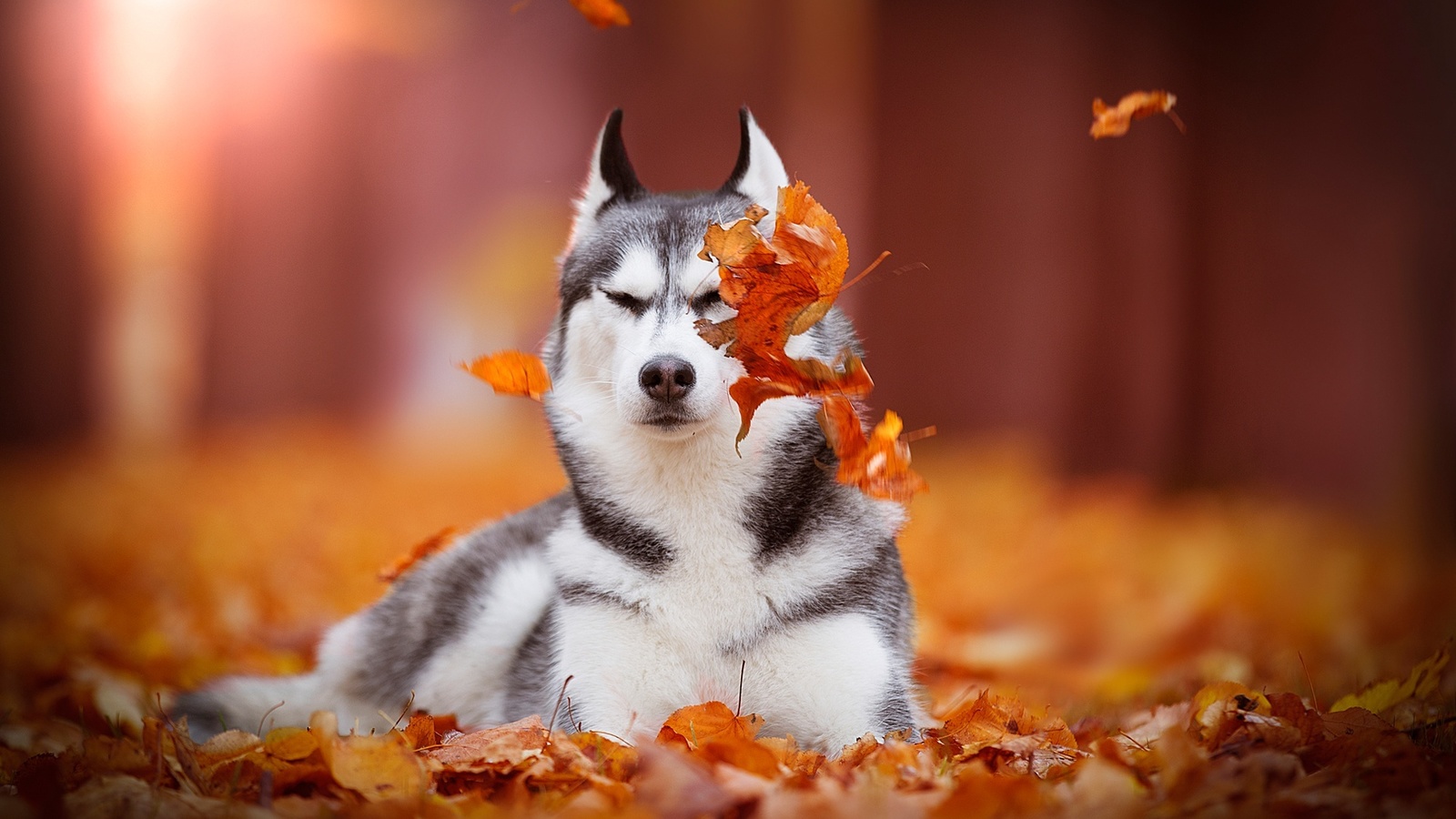 siberian husky, , 