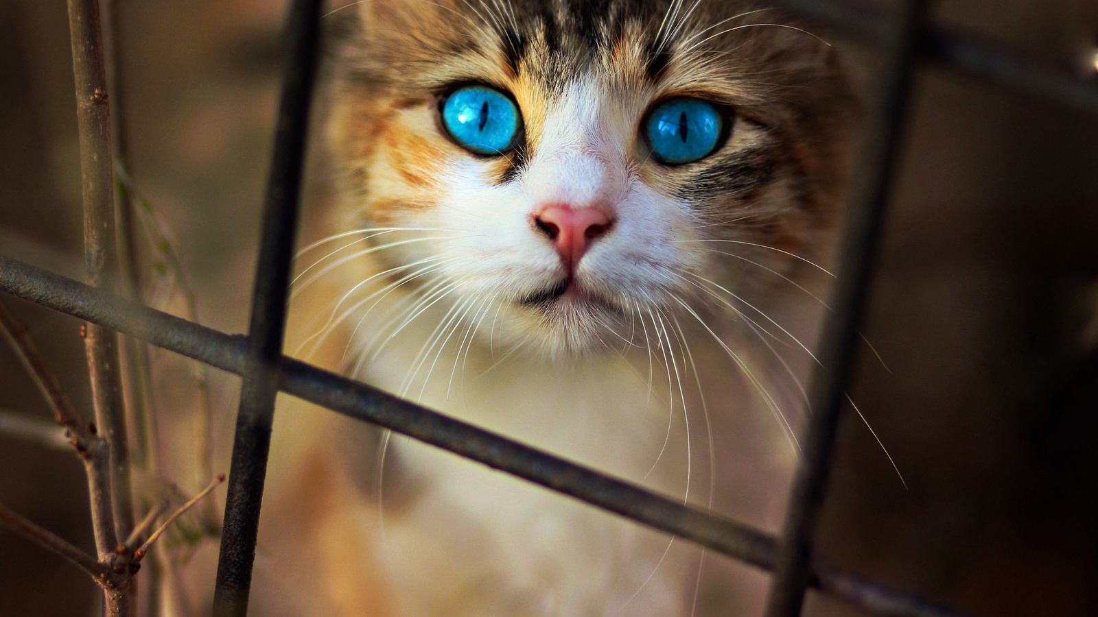 cat, blue, eyes