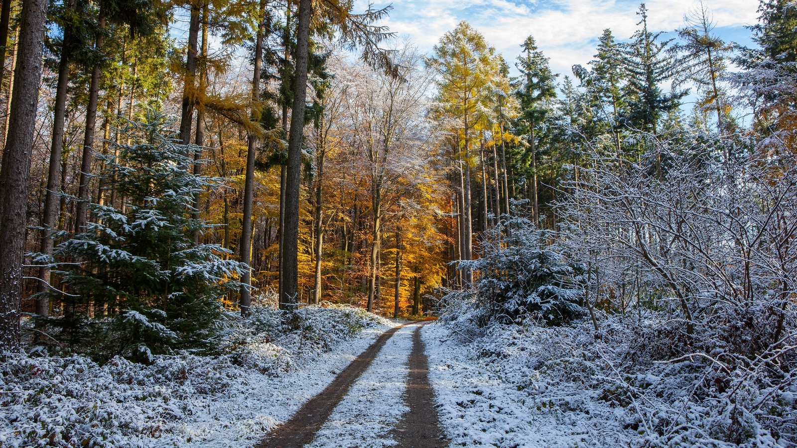 winter, frost, road, autumn, forest, the sky, snow, trees, branches, nature, park, trunks