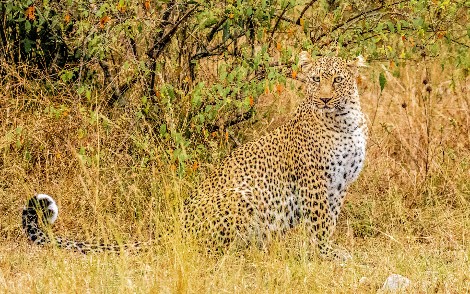 african, leopard, ,  