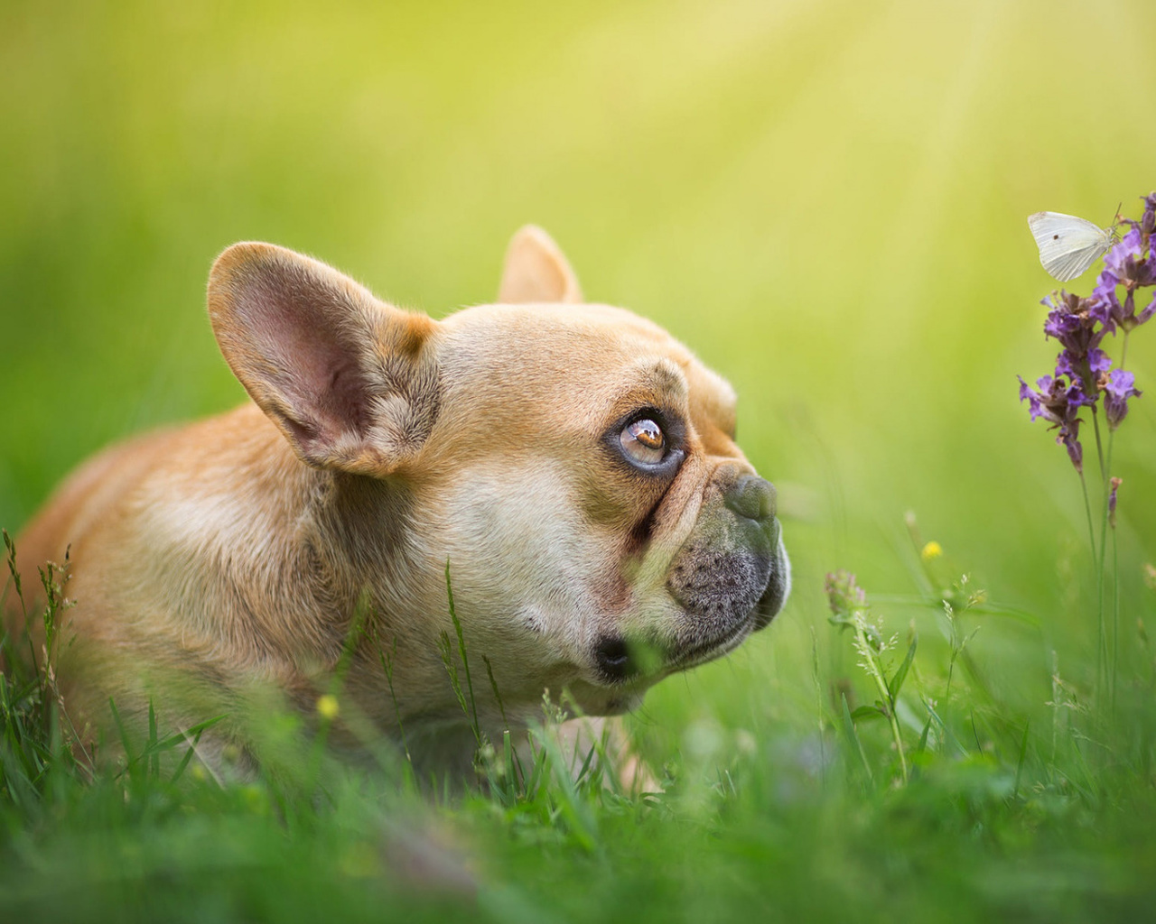 bulldog, small, dog, , , , , , , , 