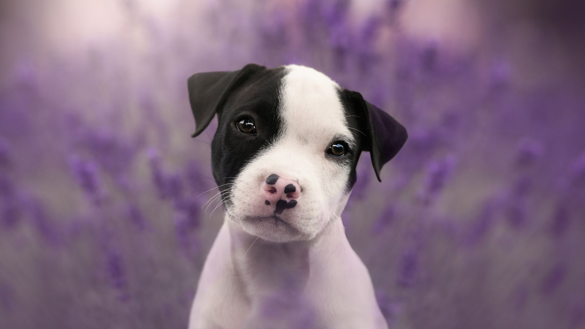 staffordshire terrier, white puppy, small dog, pets, dogs