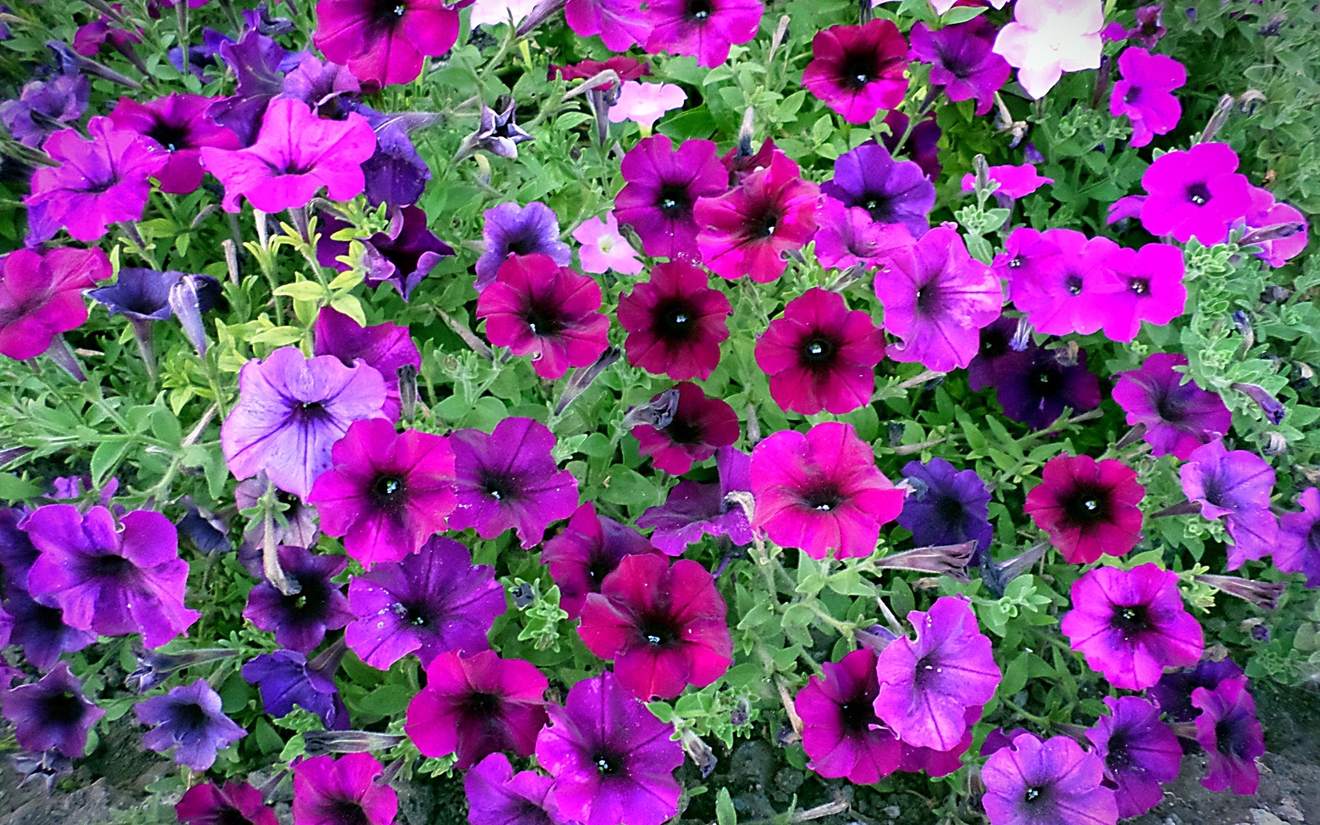 лобелия петуния сурфиния. супертуния пикассо. какие сорта петунии самые лучшие. петуния полосатая. калибрахоа ампельная махровая.