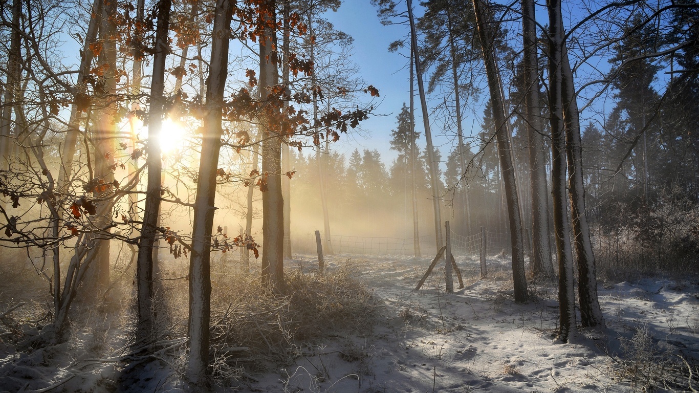 frost, forest, leaves, rays, light, snow, trees, branches, fog, trunks, morning, frost, haze, pine, sunny