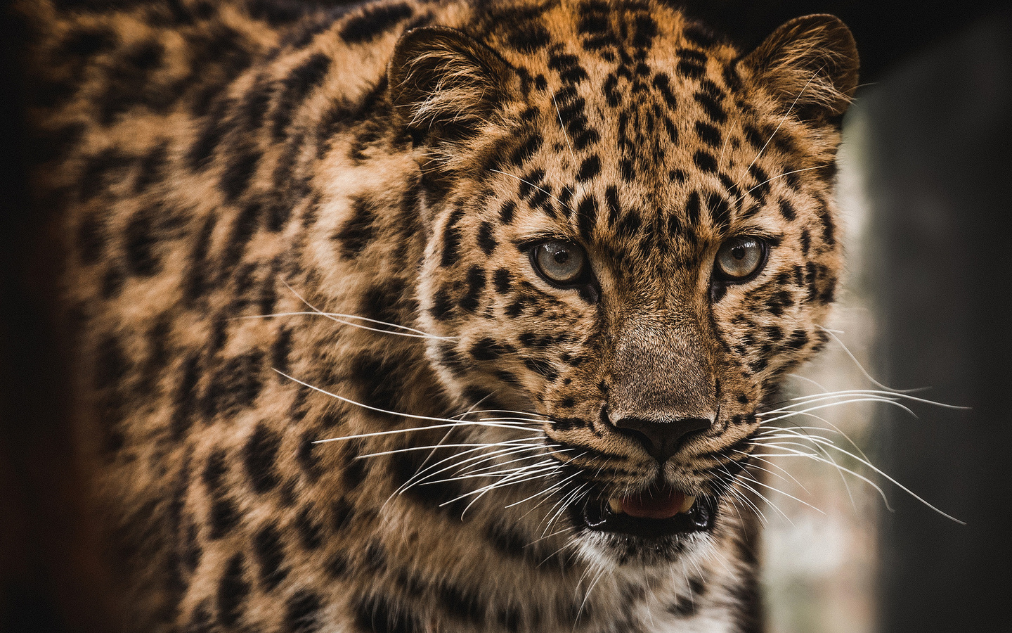 the amur, leopard, predator, animal