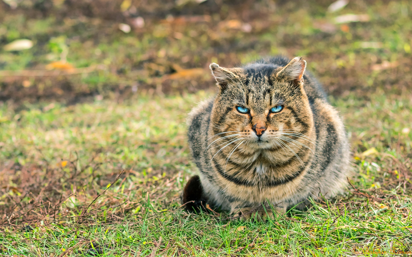 american shorthair cat, bokeh, blue eyes, domestic cats, close-up, pets, cats, cute cat, american shorthair, hdr