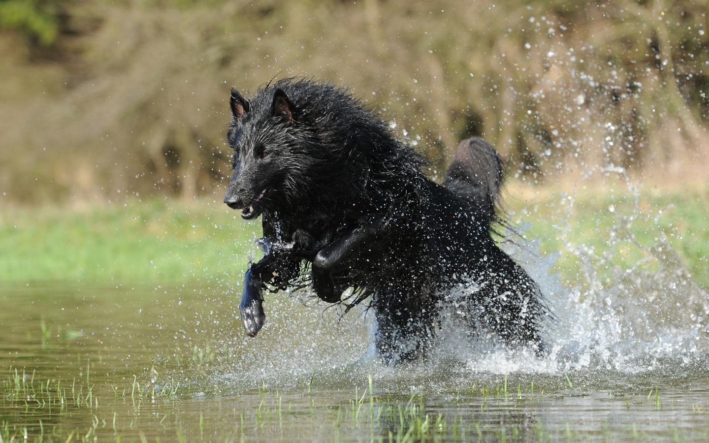 , belgian shepherd, , , , 