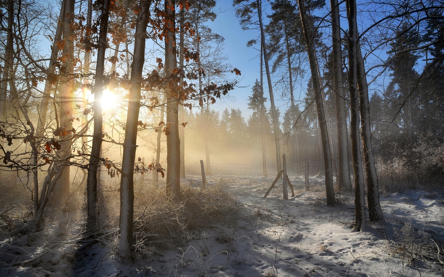 frost, forest, leaves, rays, light, snow, trees, branches, fog, trunks, morning, frost, haze, pine, sunny