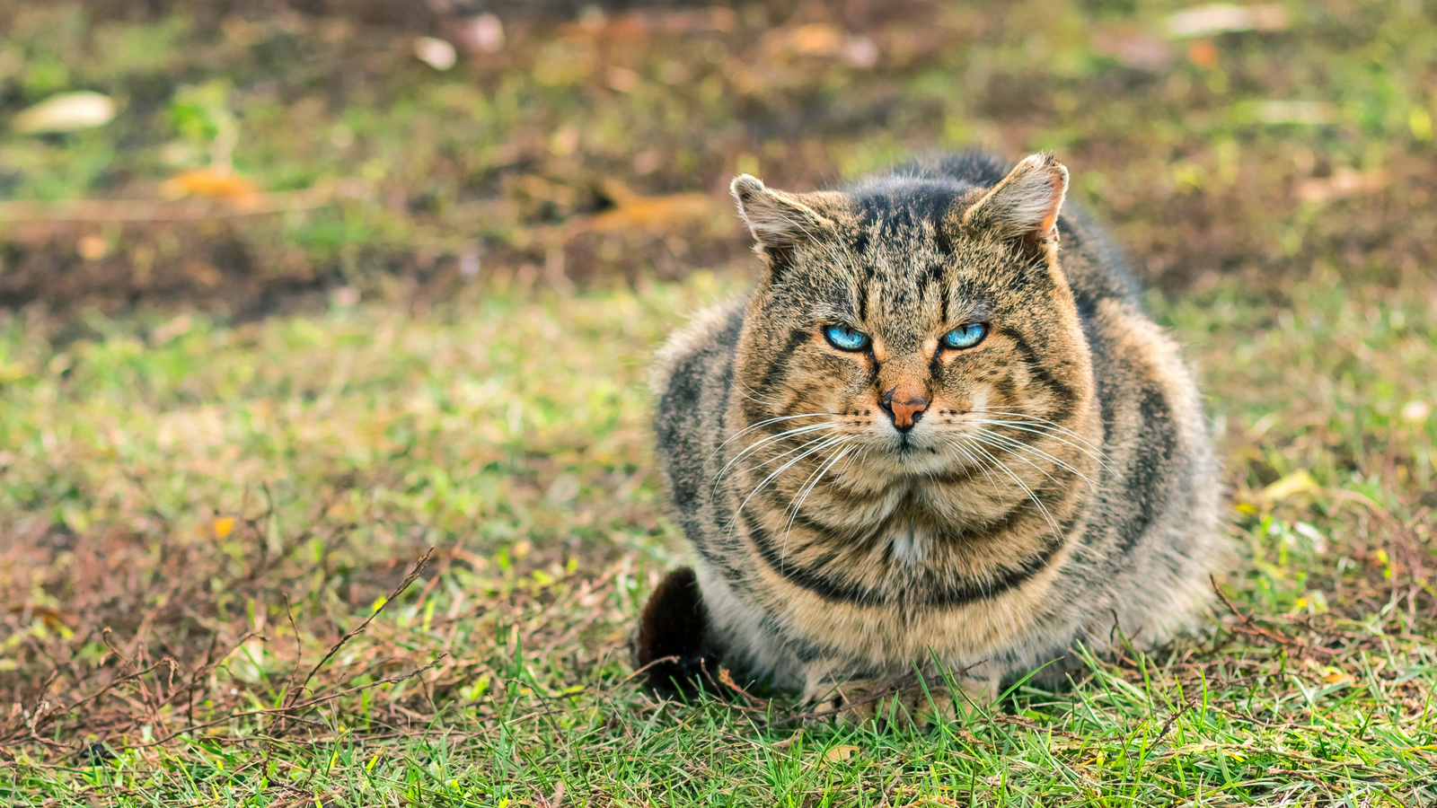 american shorthair cat, bokeh, blue eyes, domestic cats, close-up, pets, cats, cute cat, american shorthair, hdr