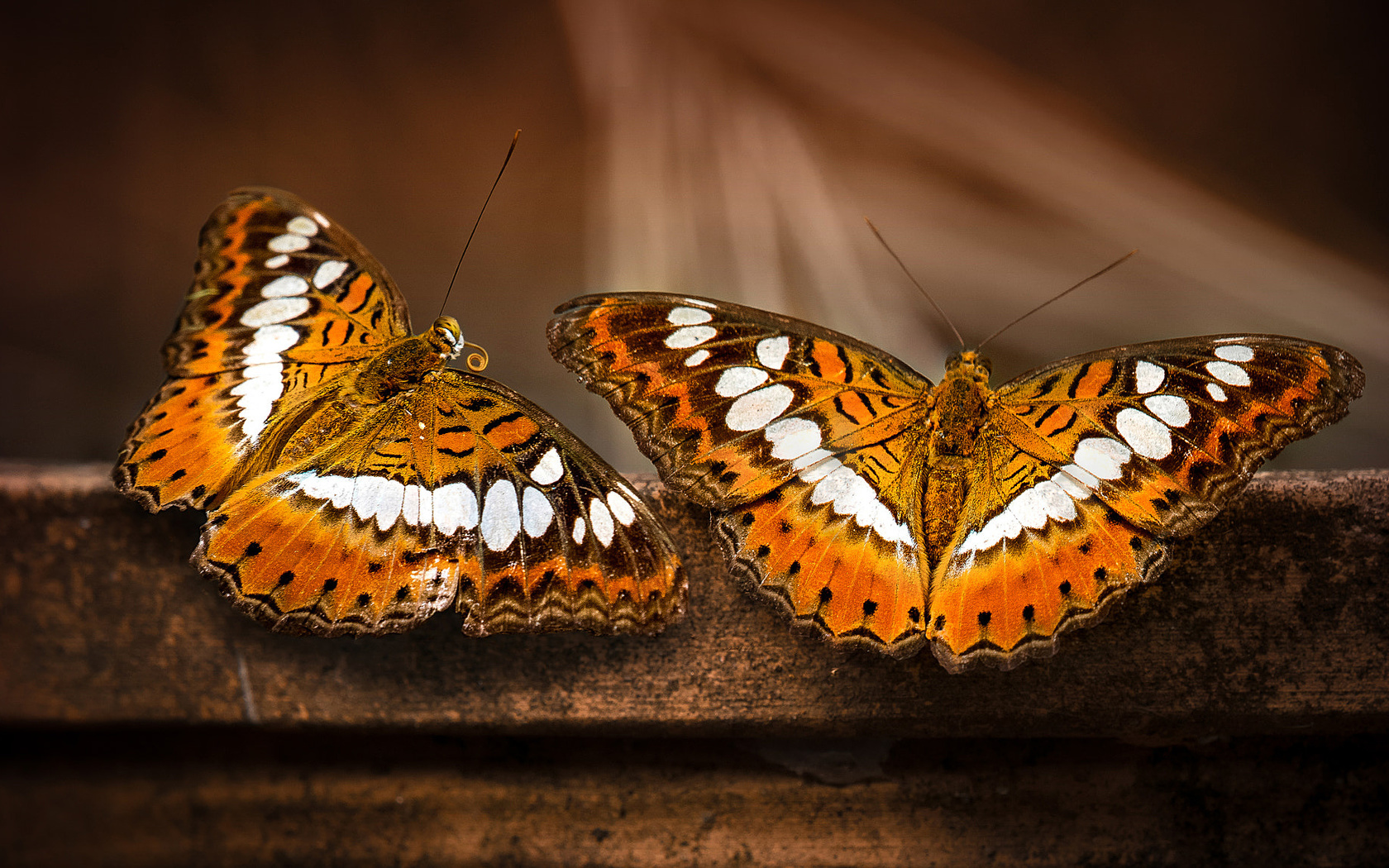 , , moduza procris, butterfly, , , sunil