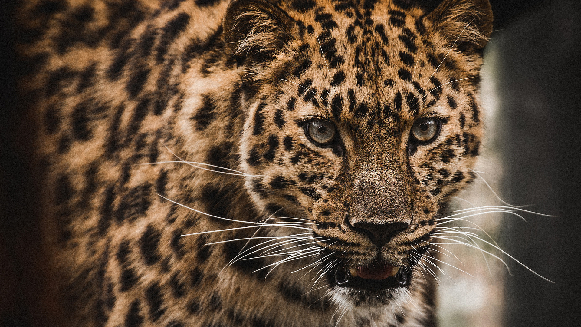 the amur, leopard, predator, animal