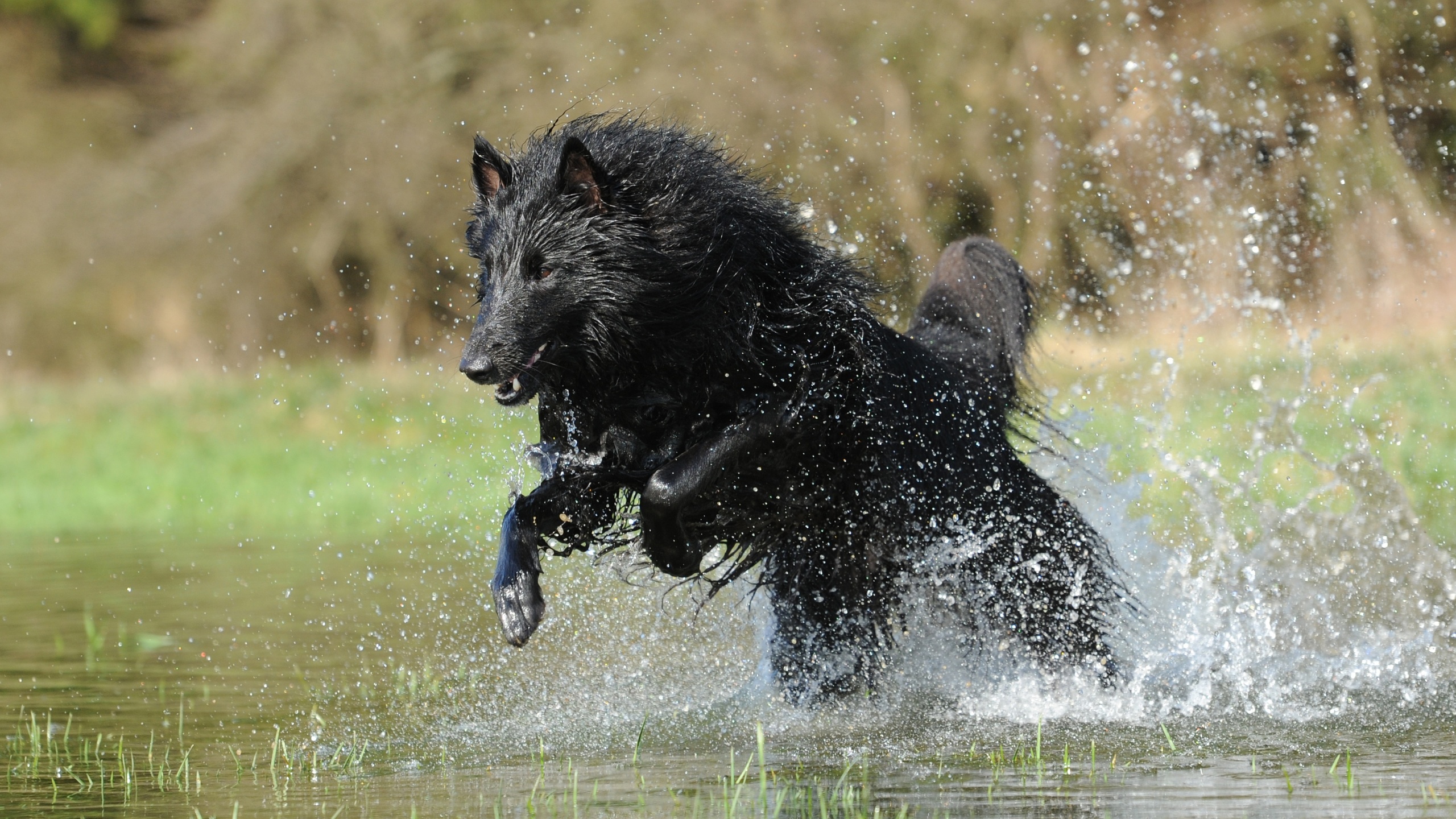 , belgian shepherd, , , , 