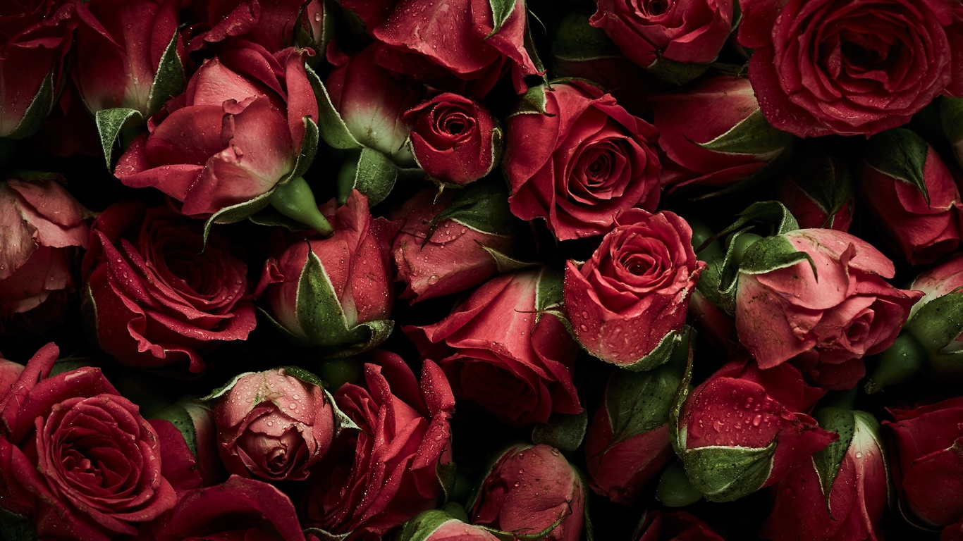 , flowers, red, , , , natural, roses, fresh, background, 