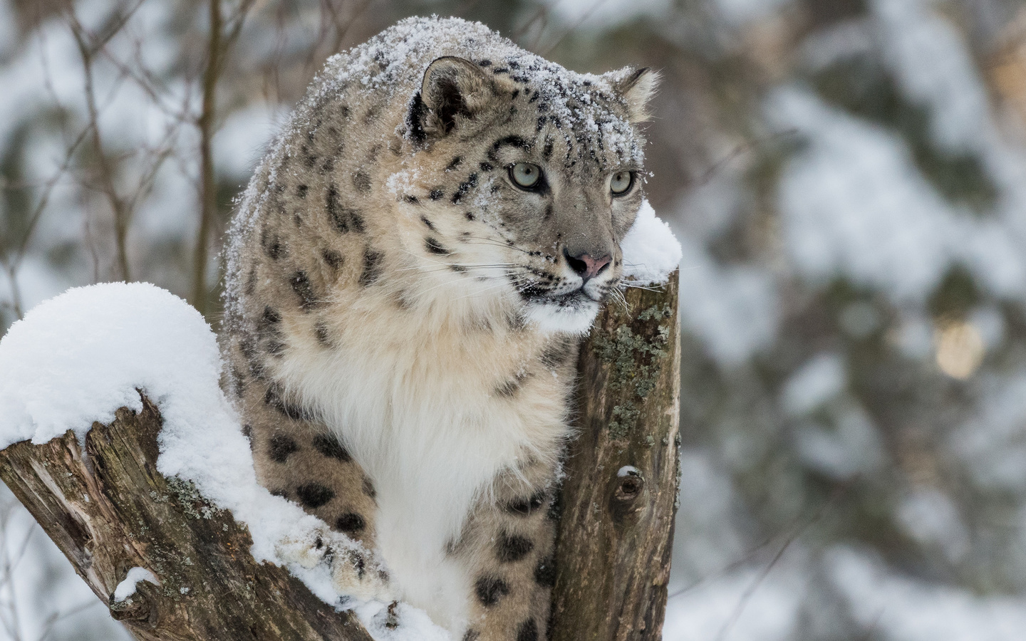 , ,  , , ,  , snow, winter, snow leopard, irbis, bars, wild cat