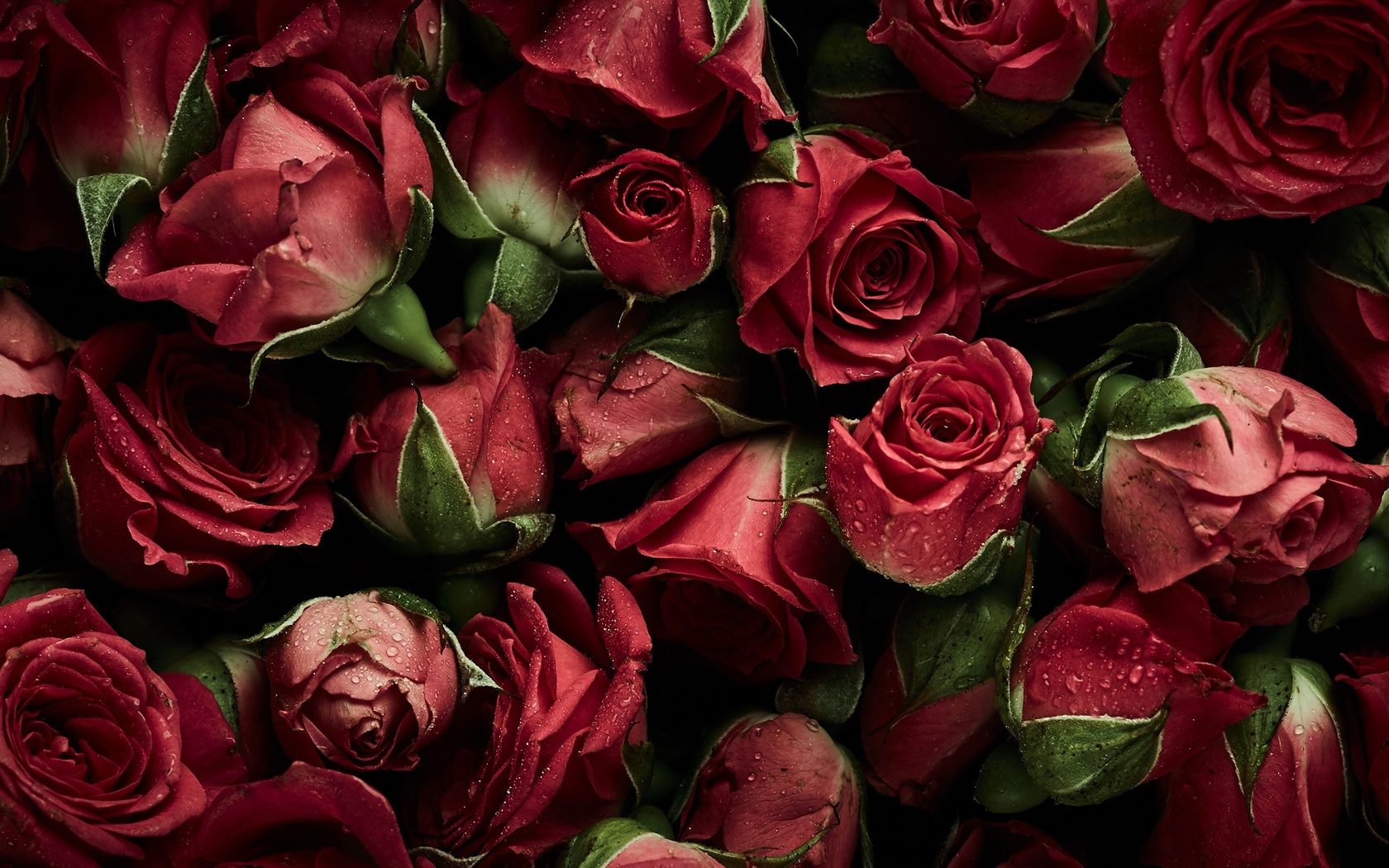 , flowers, red, , , , natural, roses, fresh, background, 