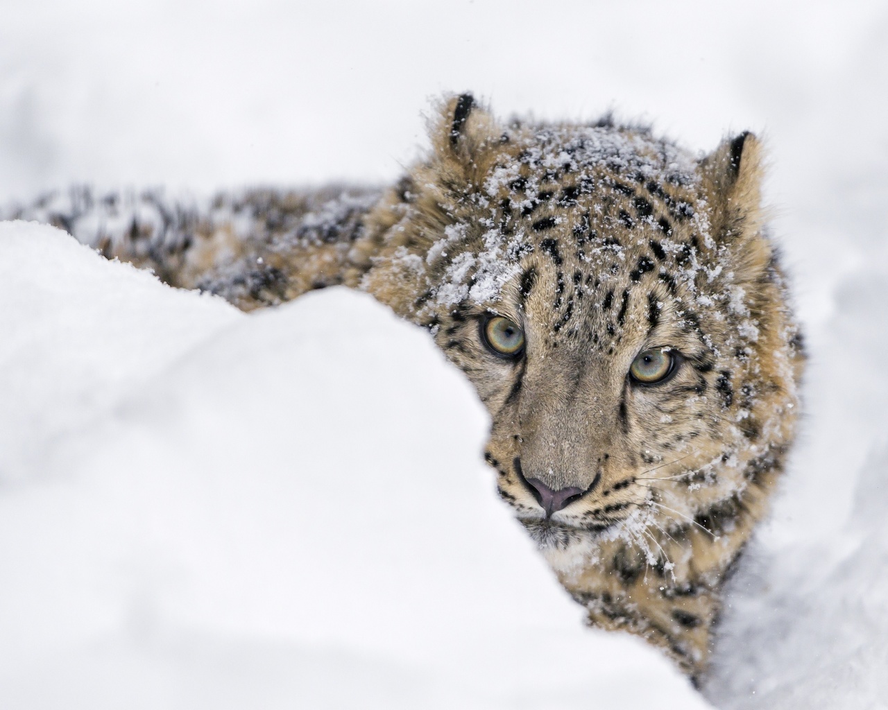  , , snow leopard, irbis, cubs