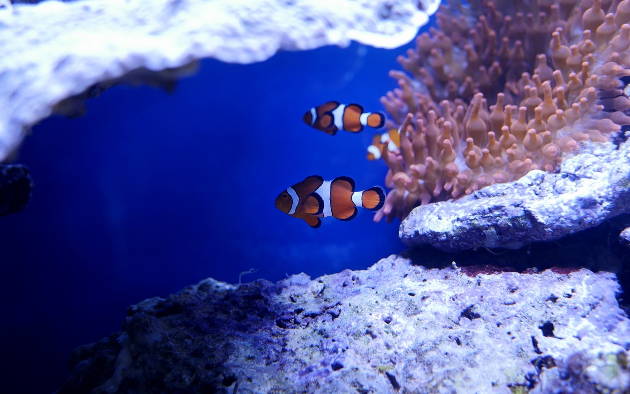 nemo, , , ,  , 