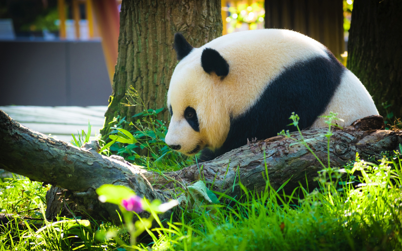 panda, big white black bear, forest, cute animals, 